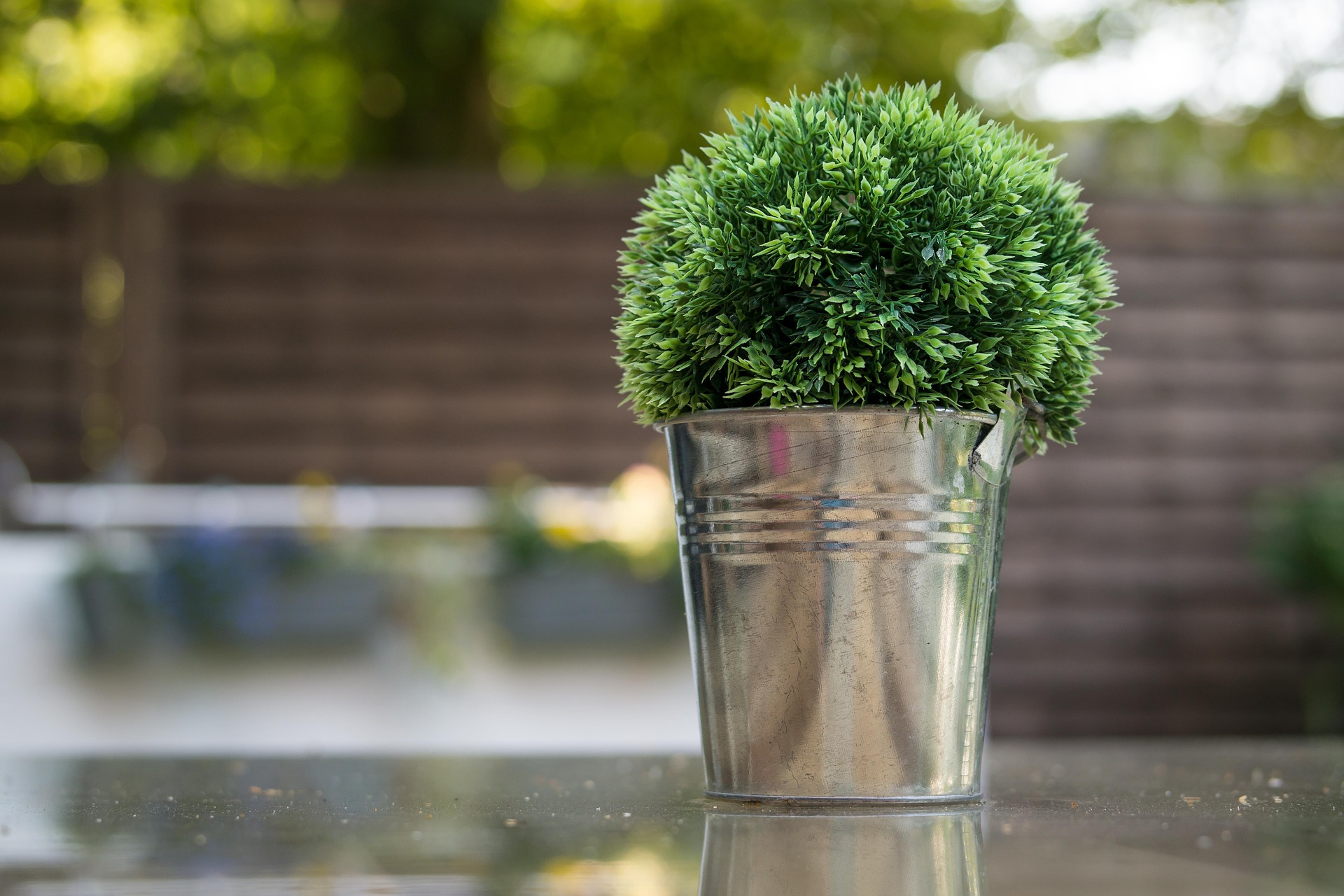 Free download high resolution image - free image free photo free stock image public domain picture -Close-up the myrtle tree in in flowerpot. Plant in a pot.