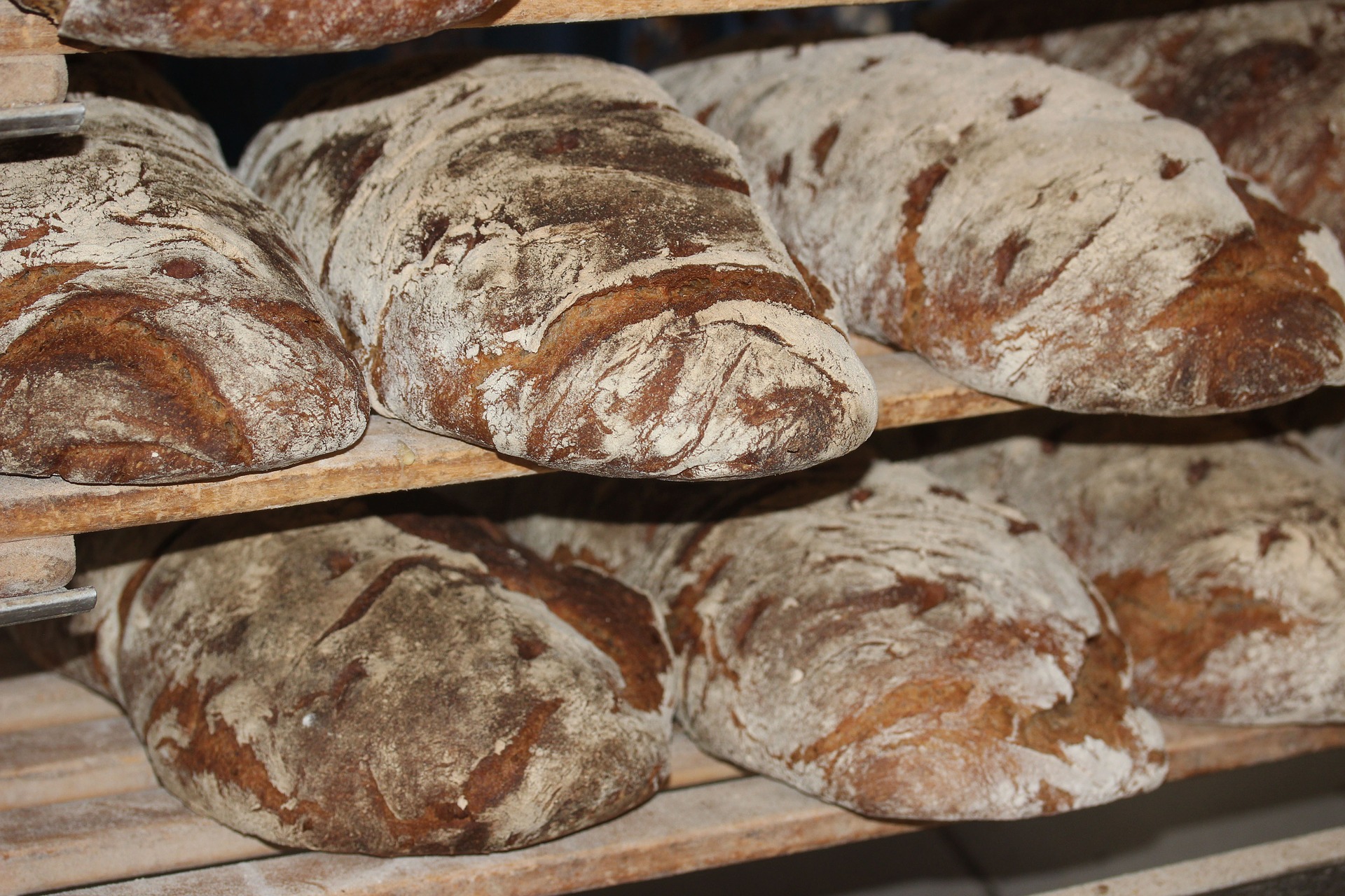 Free download high resolution image - free image free photo free stock image public domain picture -Bread on a shelf, in a bakery store