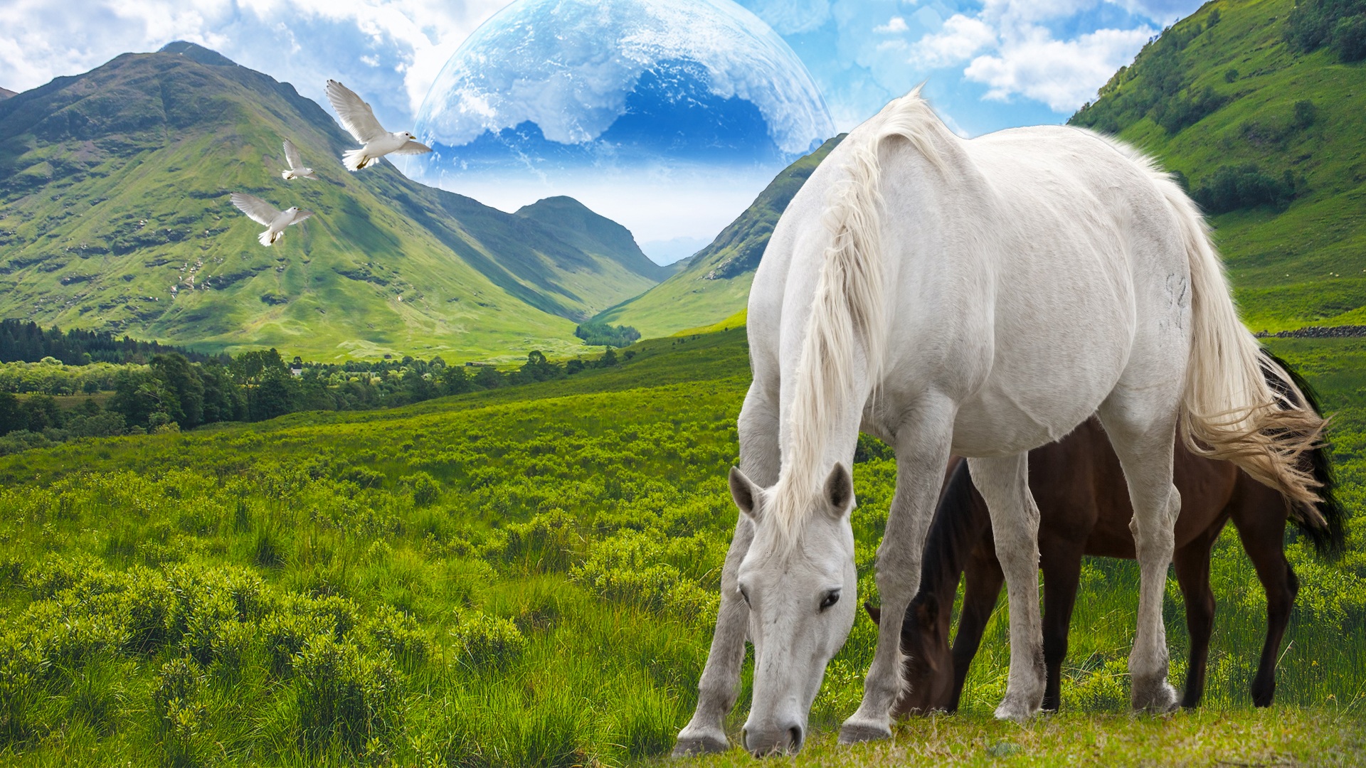 Free download high resolution image - free image free photo free stock image public domain picture -Horse in the mountains at summer