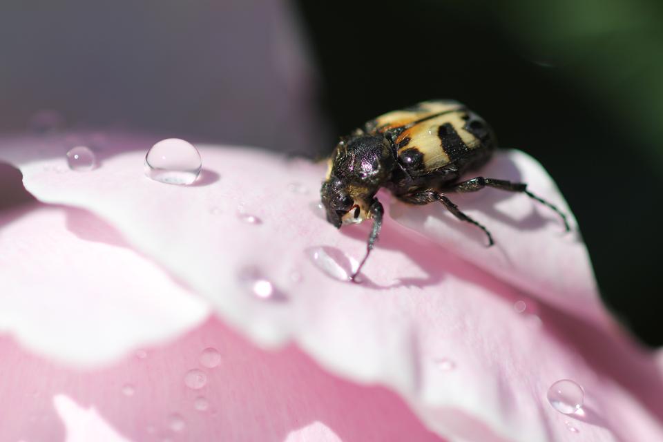 Free download high resolution image - free image free photo free stock image public domain picture  flowers with insects