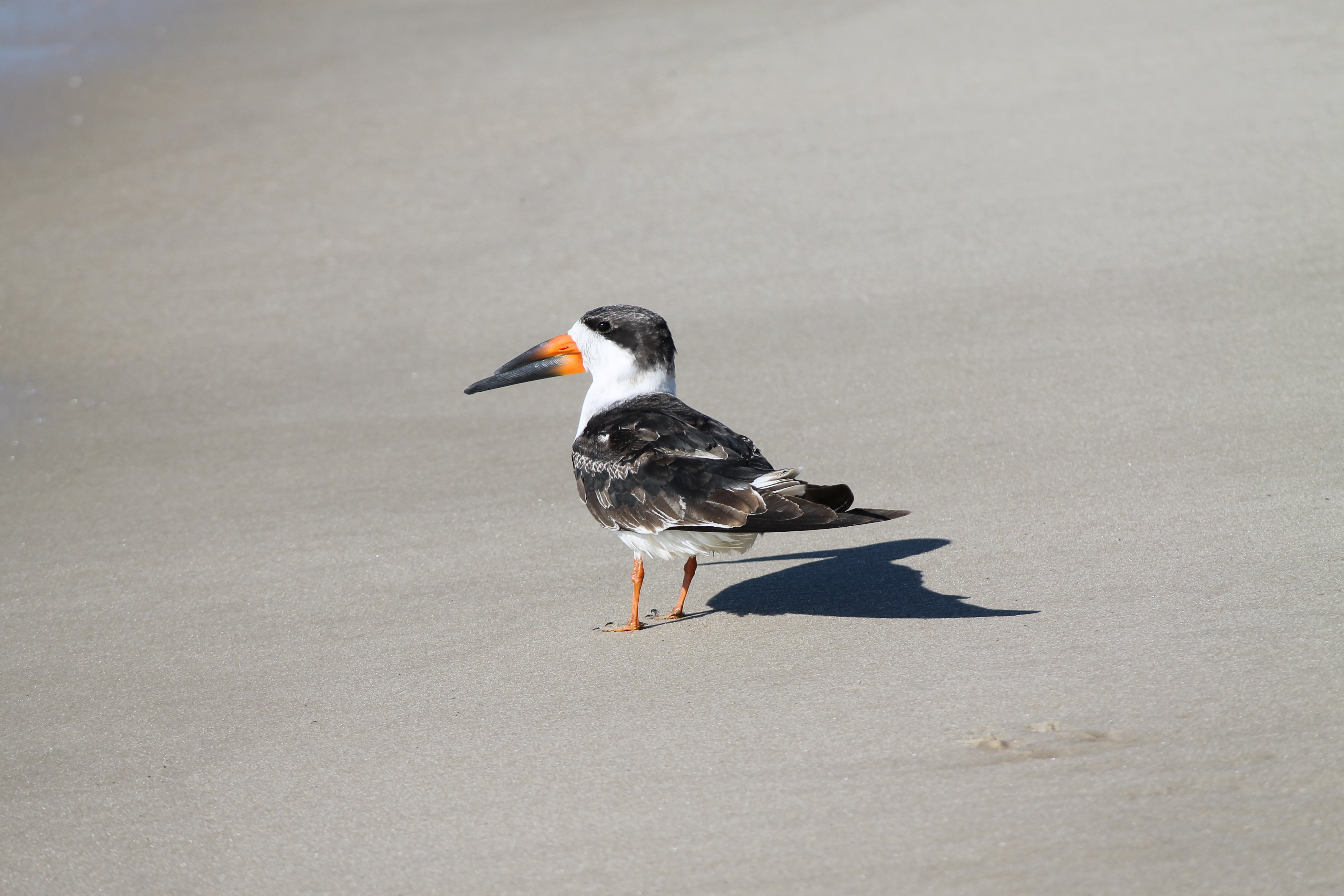 Free download high resolution image - free image free photo free stock image public domain picture -Black Skimmer