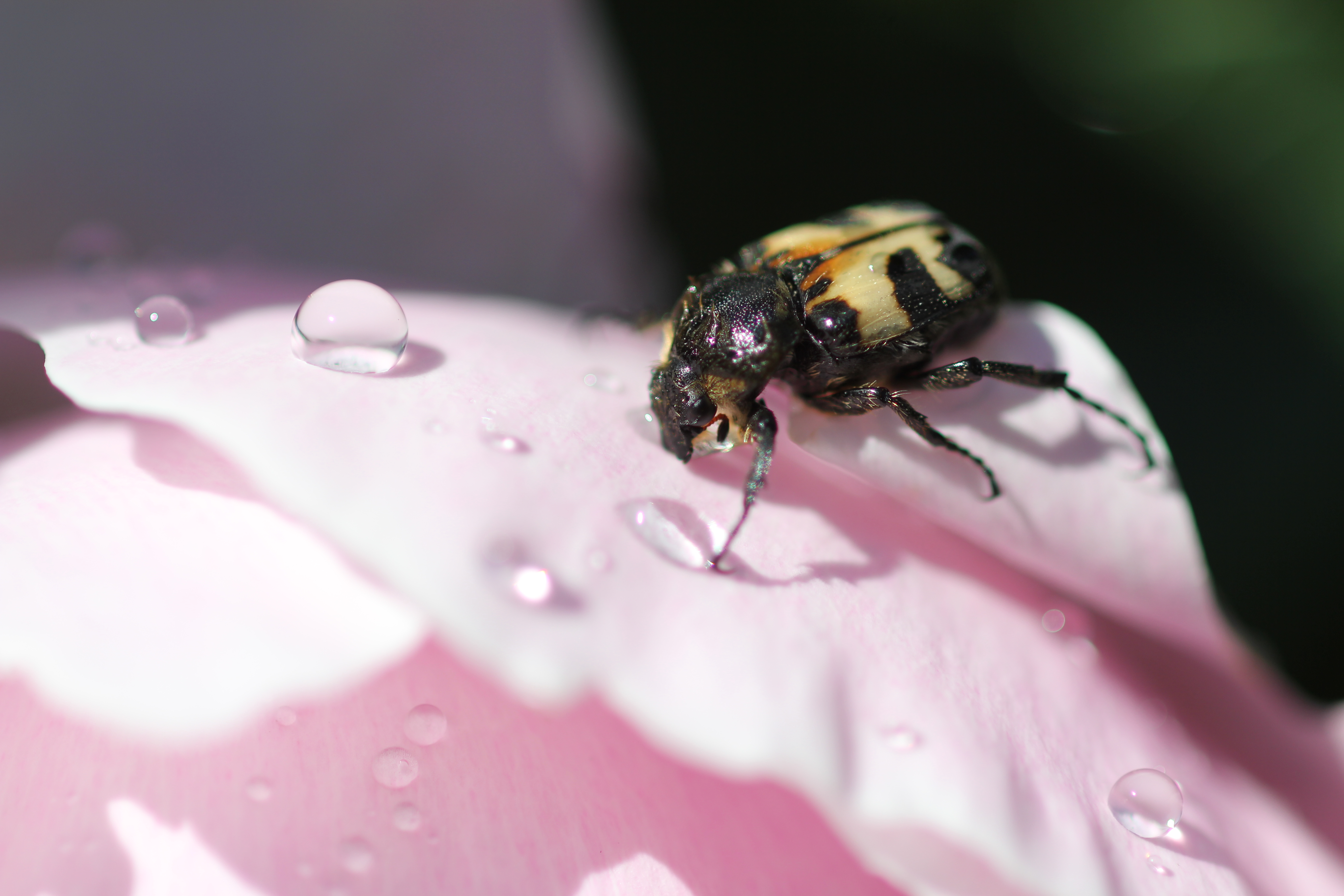 Free download high resolution image - free image free photo free stock image public domain picture -flowers with insects