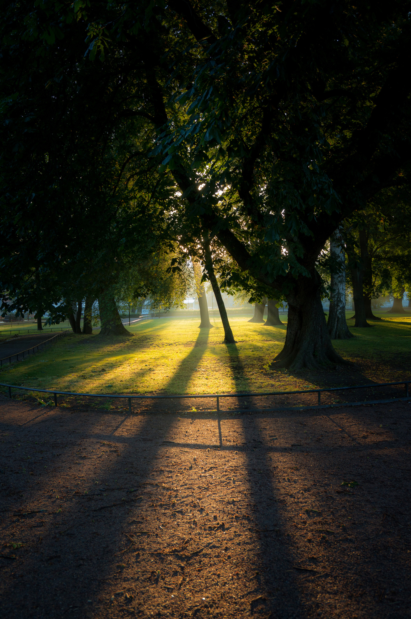 Free download high resolution image - free image free photo free stock image public domain picture -Sunlight falls on a forest