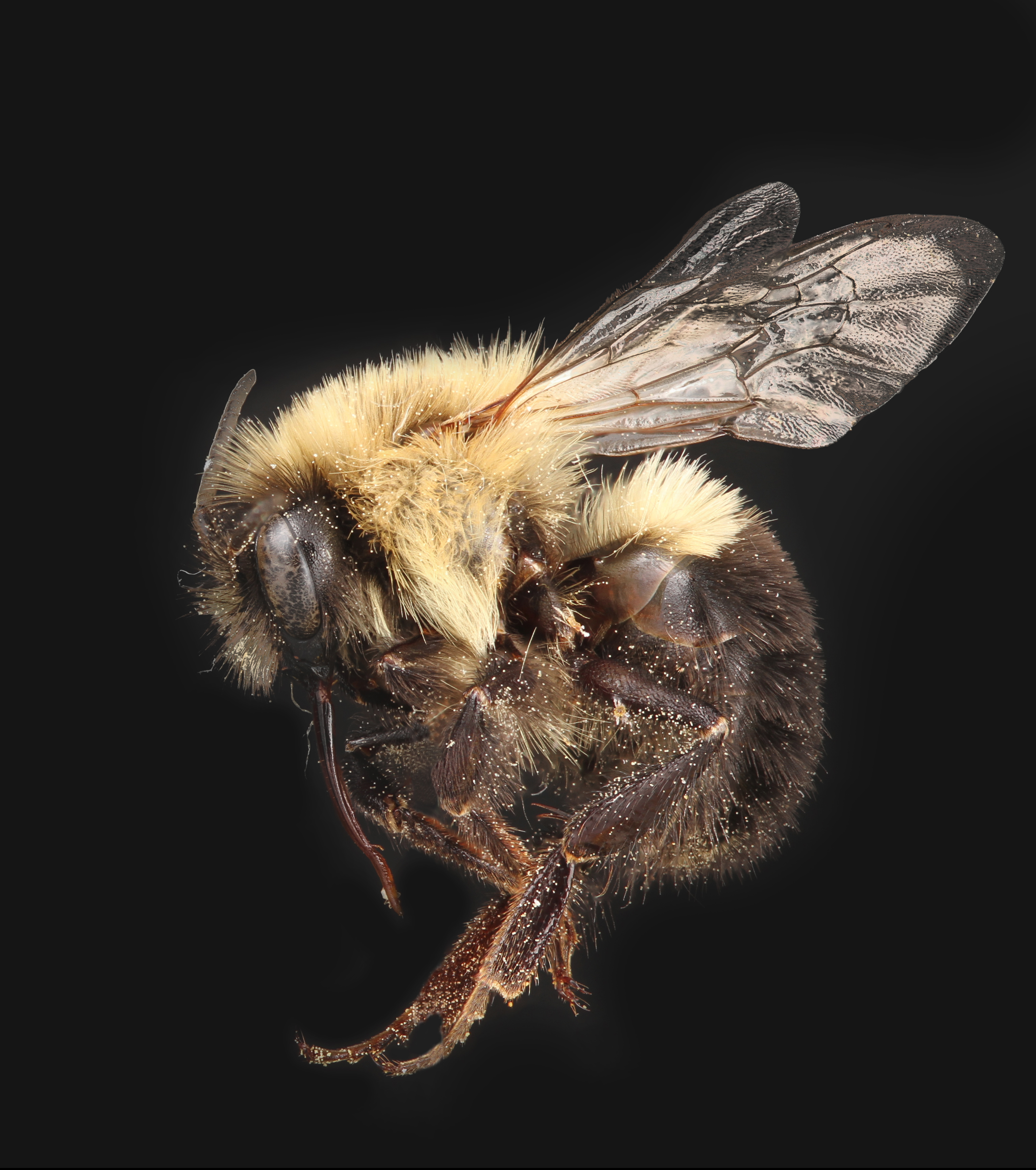 Free download high resolution image - free image free photo free stock image public domain picture -Bombus impatiens Krossroads