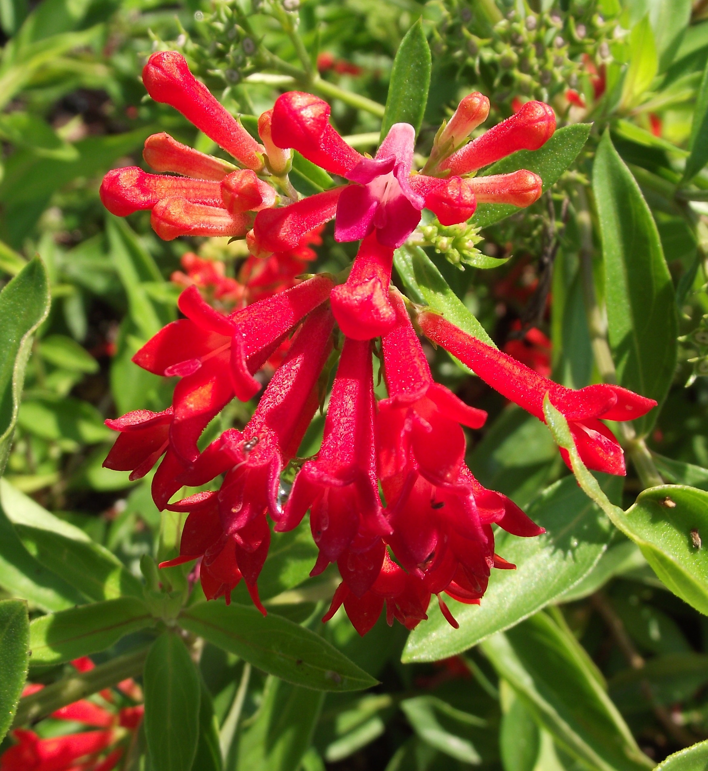 Free download high resolution image - free image free photo free stock image public domain picture -colorful variety of flowers