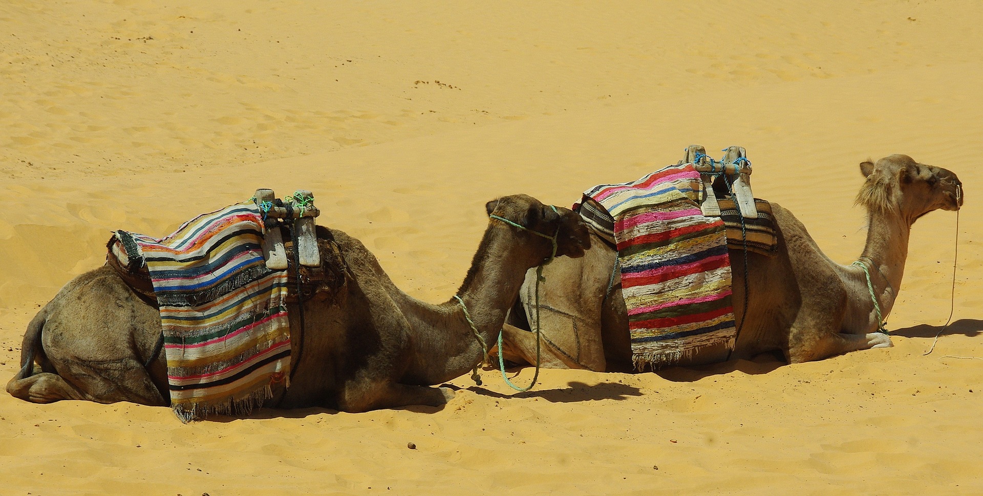 Free download high resolution image - free image free photo free stock image public domain picture -Camels Resting in The Thar Desert