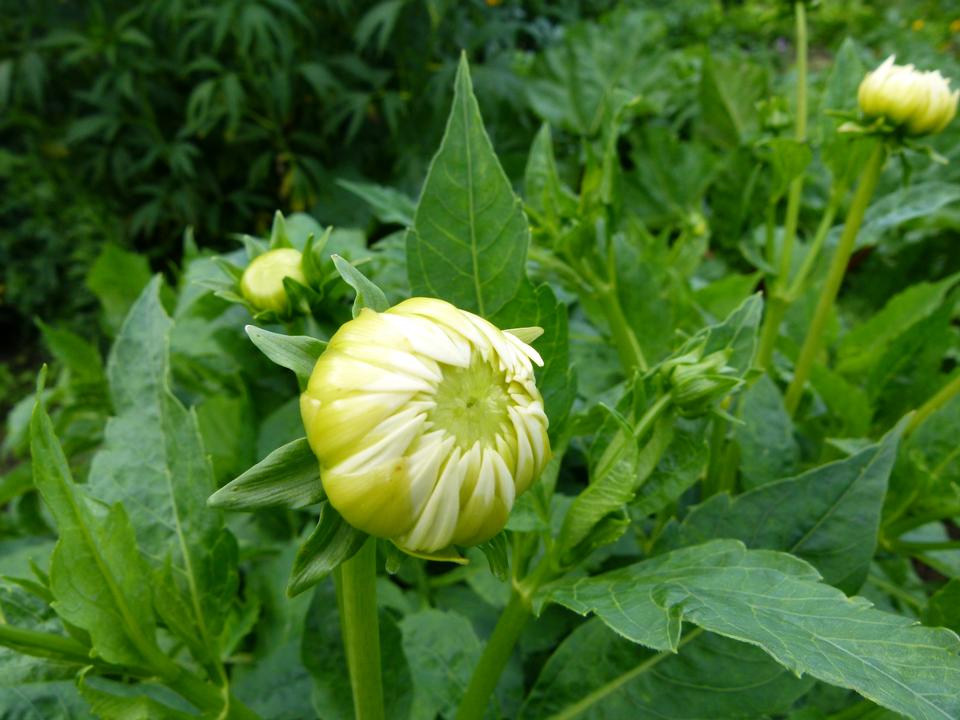 Free download high resolution image - free image free photo free stock image public domain picture  Dahlia about to open