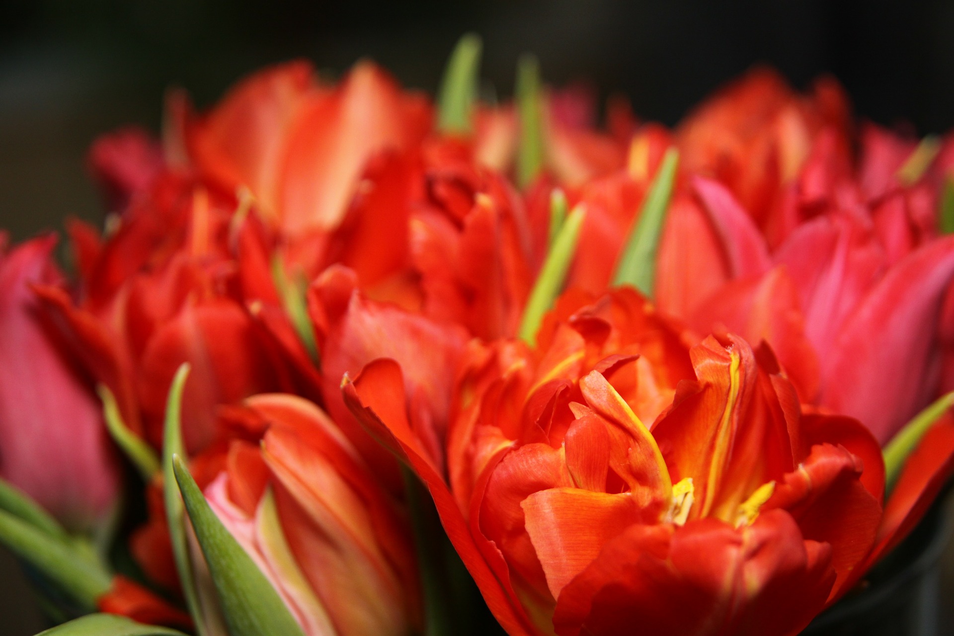 Free download high resolution image - free image free photo free stock image public domain picture -Red tulips in flower on black background