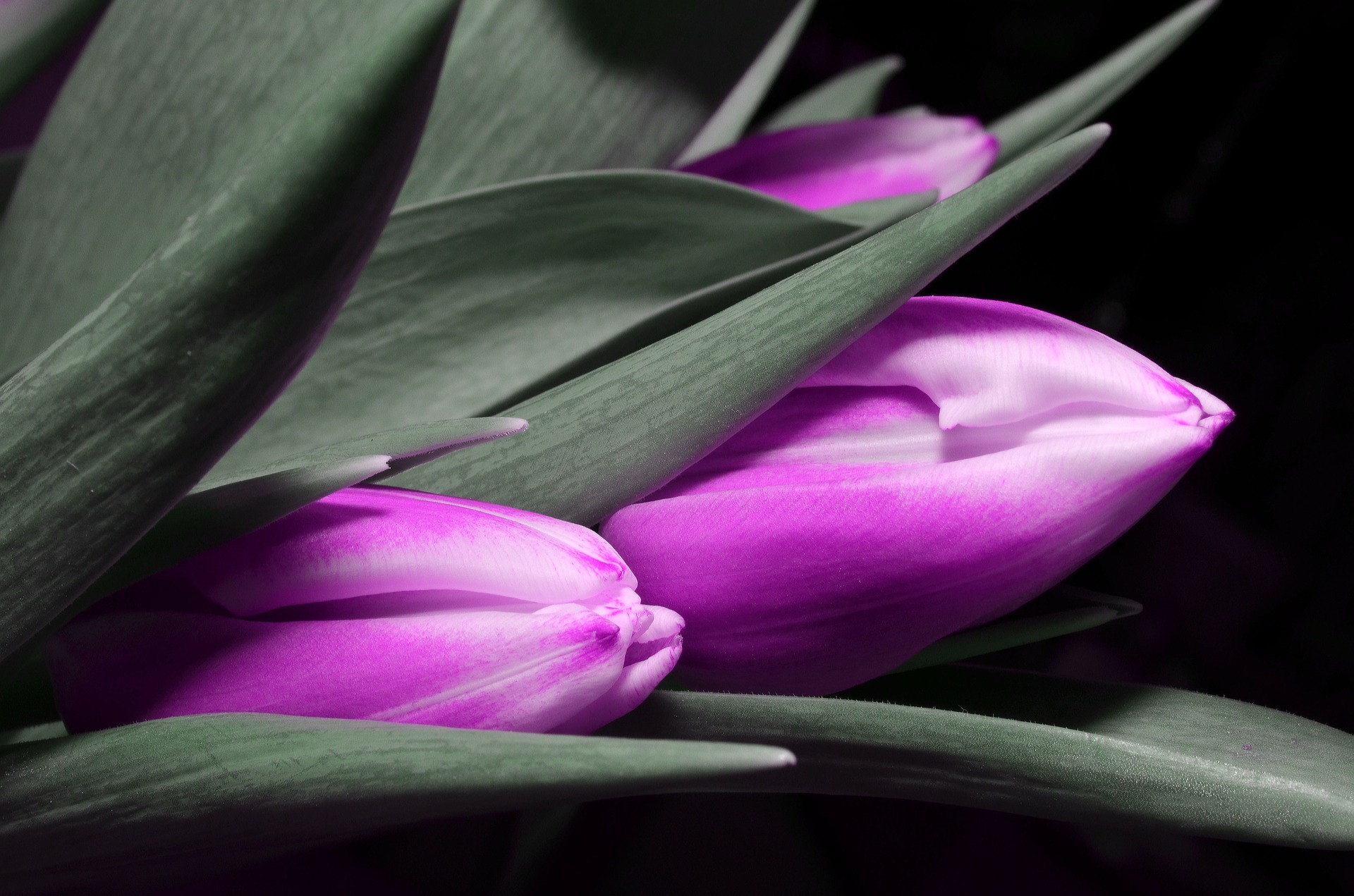 Free download high resolution image - free image free photo free stock image public domain picture -Pinktulips, bouquet of tulips, tulips macro, tulips in bouquet,