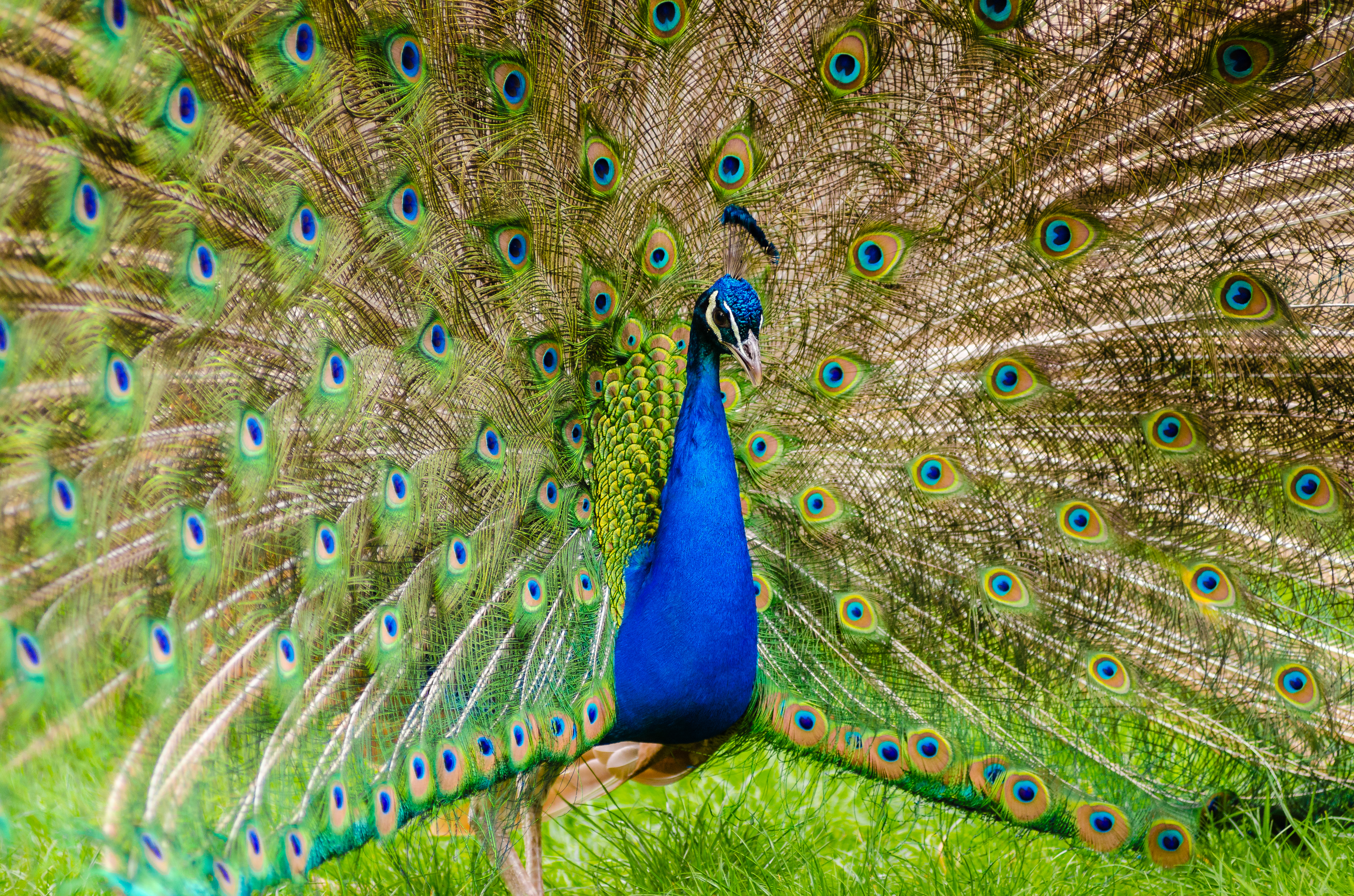 Free download high resolution image - free image free photo free stock image public domain picture -green beautiful peacock