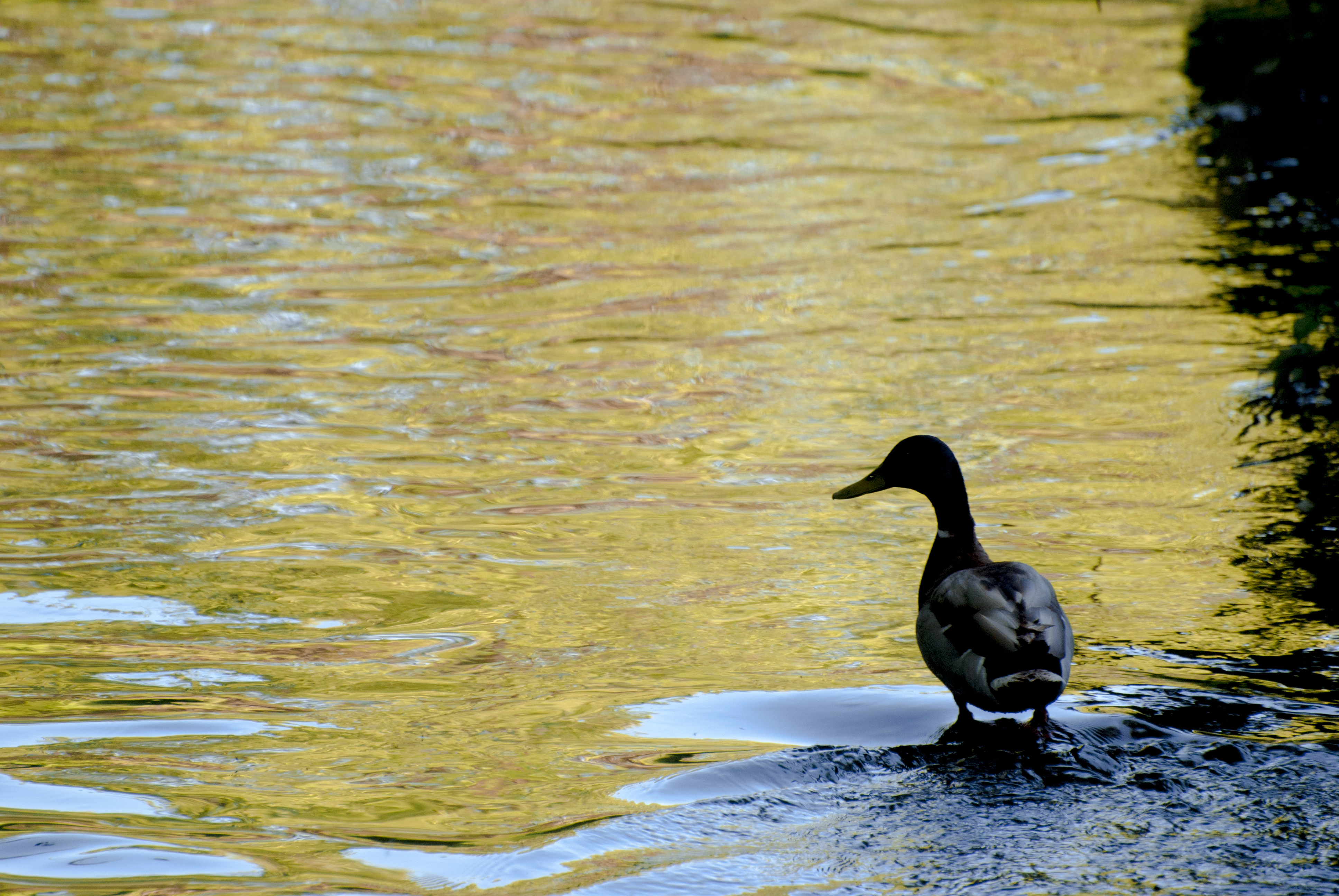 Free download high resolution image - free image free photo free stock image public domain picture -Wild duck female at the bank of the river