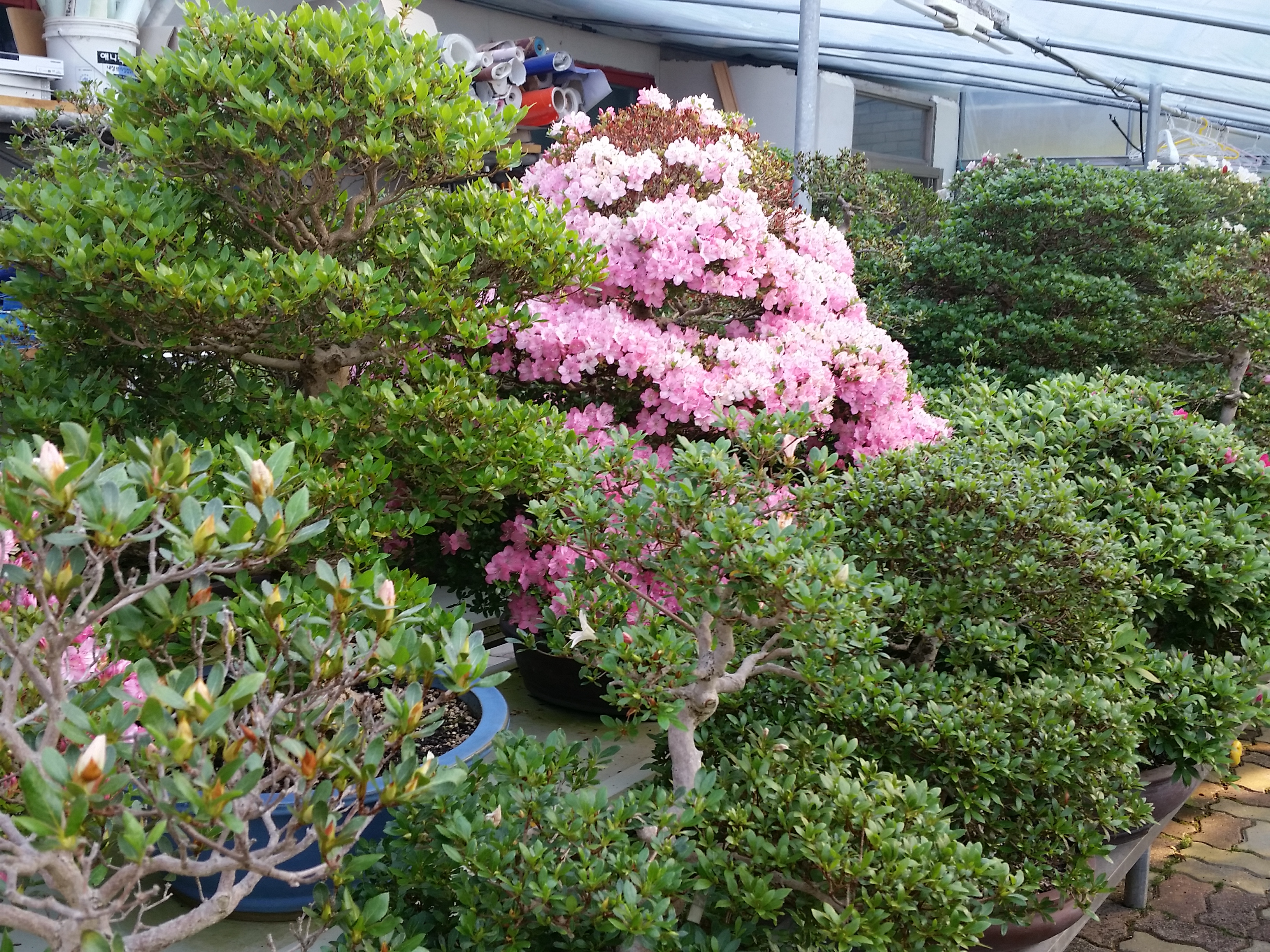 Free download high resolution image - free image free photo free stock image public domain picture -Advanced Japanese bonsai