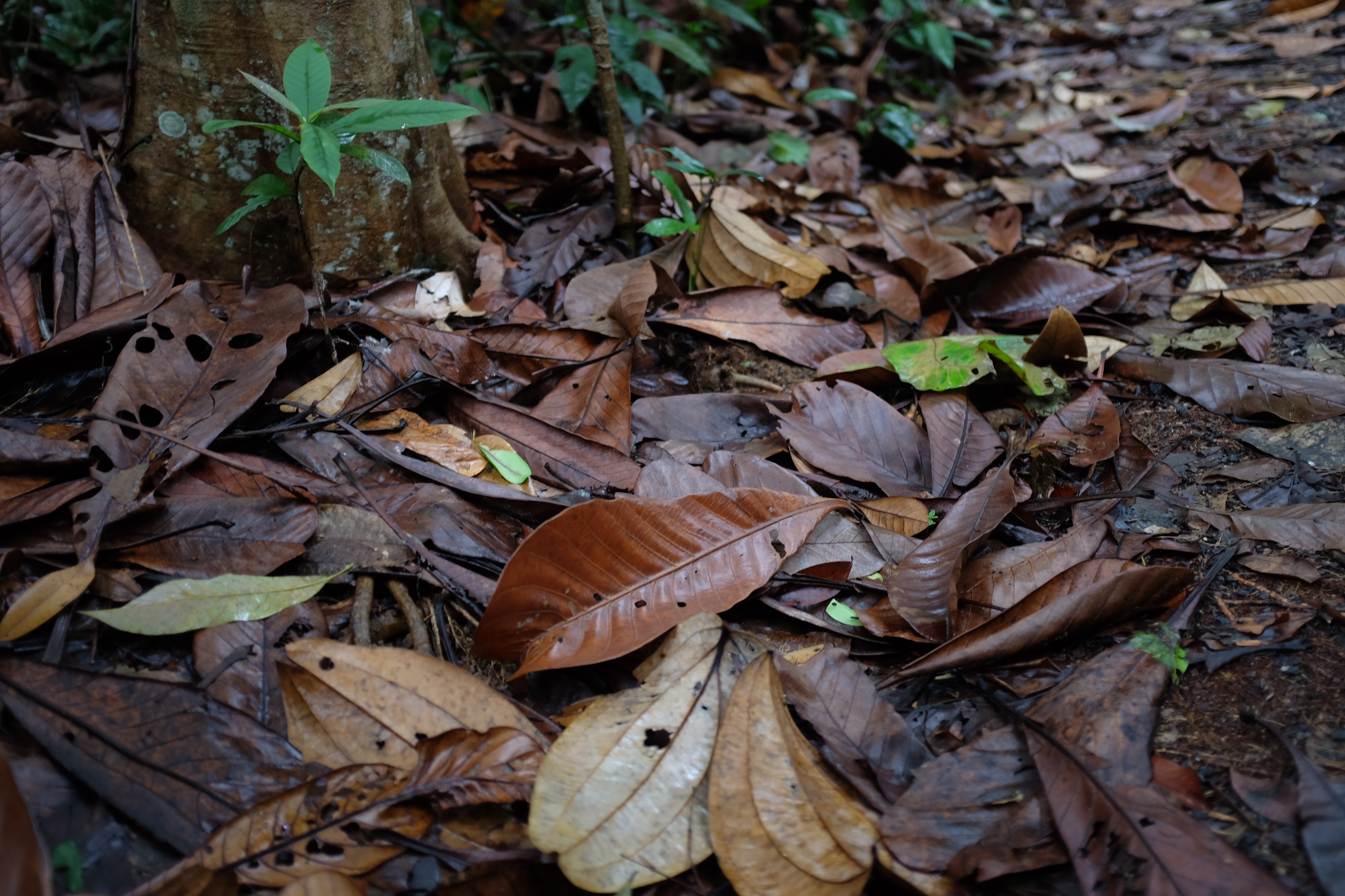 Free download high resolution image - free image free photo free stock image public domain picture -leaves on forest floor