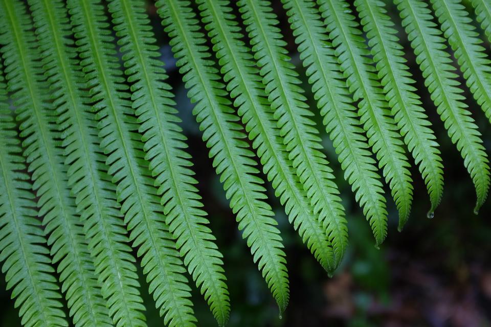 Free download high resolution image - free image free photo free stock image public domain picture  Close up fern leaf