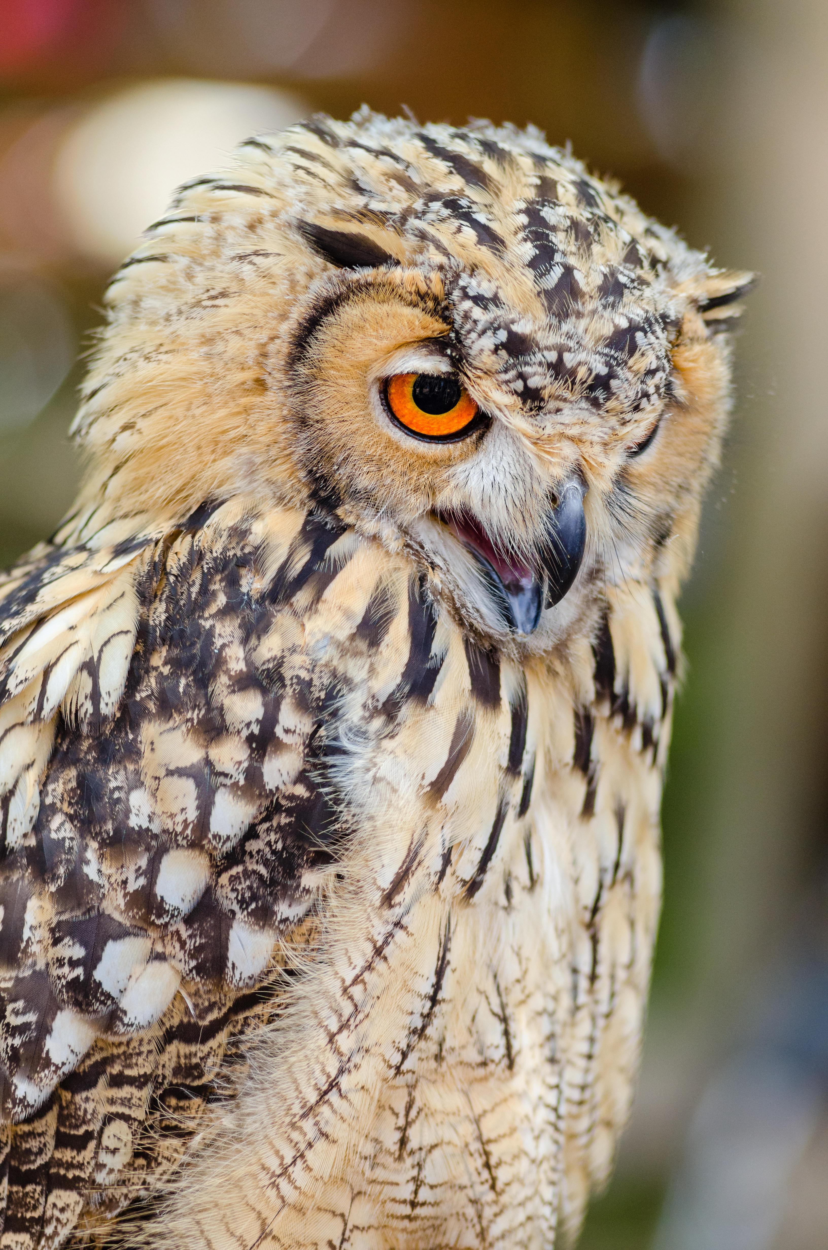 Free download high resolution image - free image free photo free stock image public domain picture -Barred owl