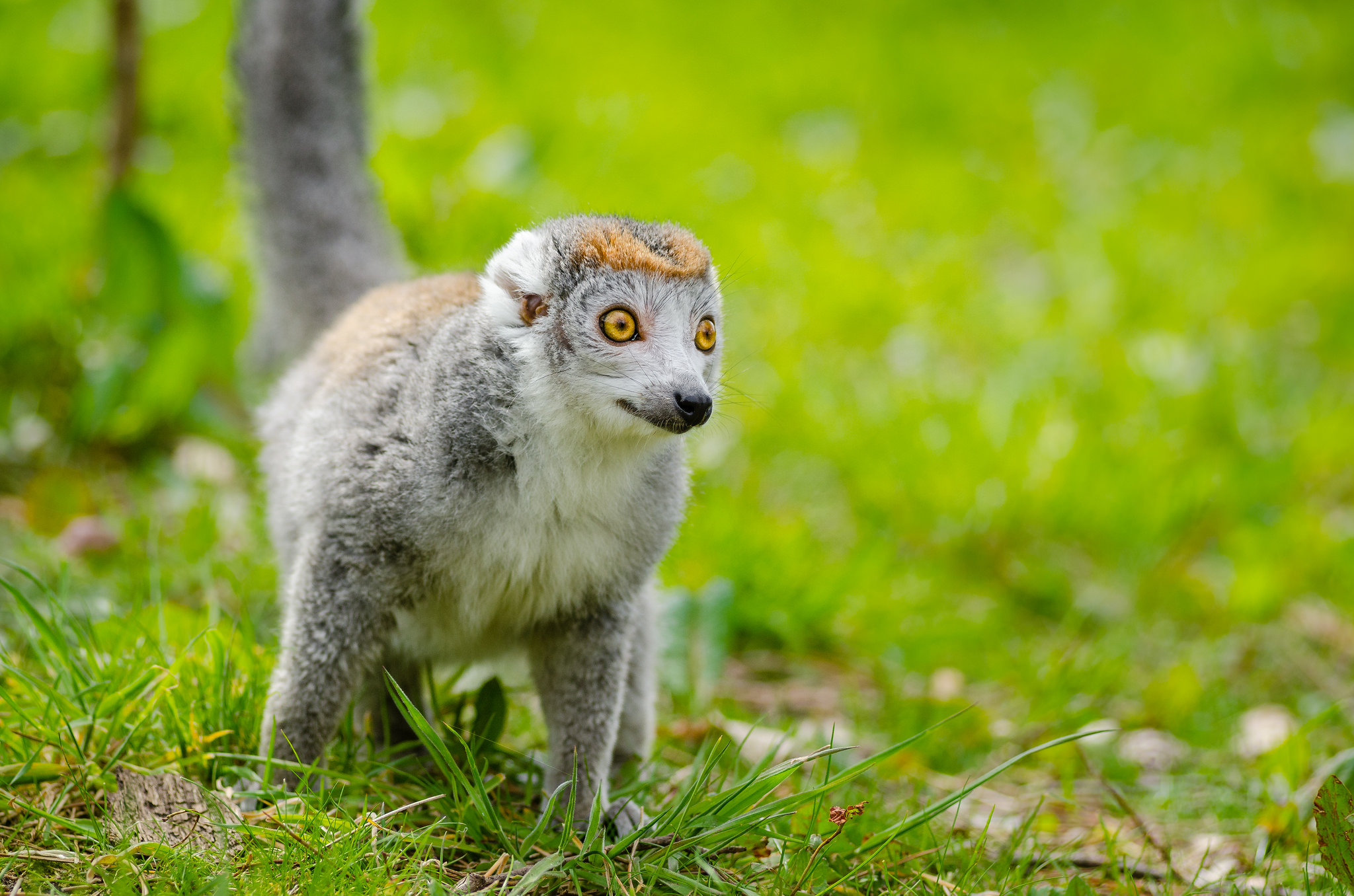 Free download high resolution image - free image free photo free stock image public domain picture -ring-tailed lemur