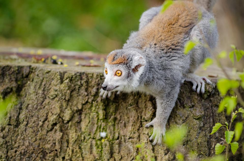 Free download high resolution image - free image free photo free stock image public domain picture  ring-tailed lemur