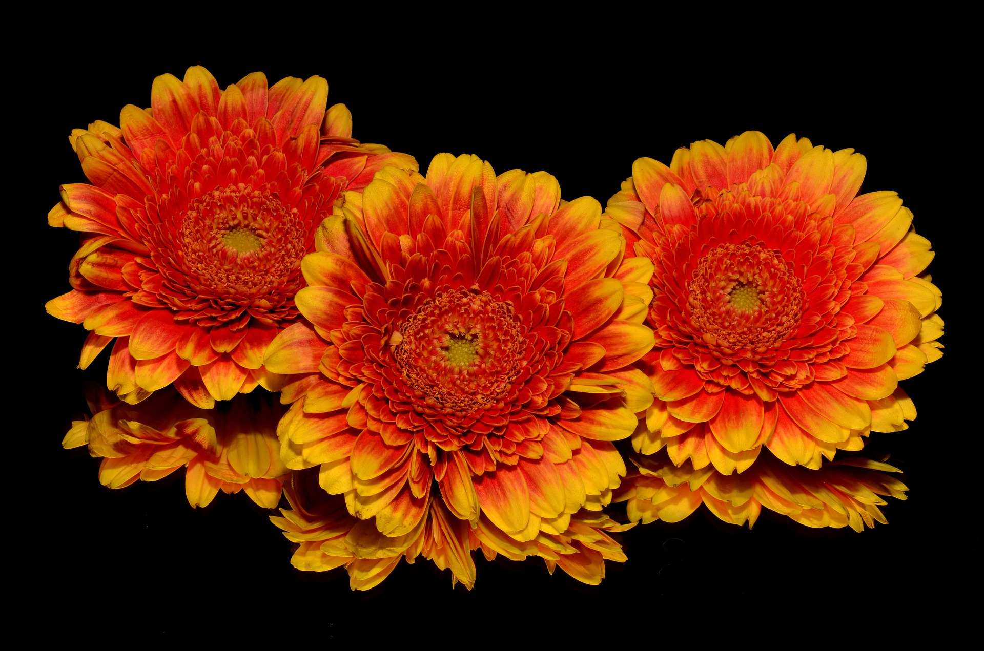 Free download high resolution image - free image free photo free stock image public domain picture -Three orange flowers on black