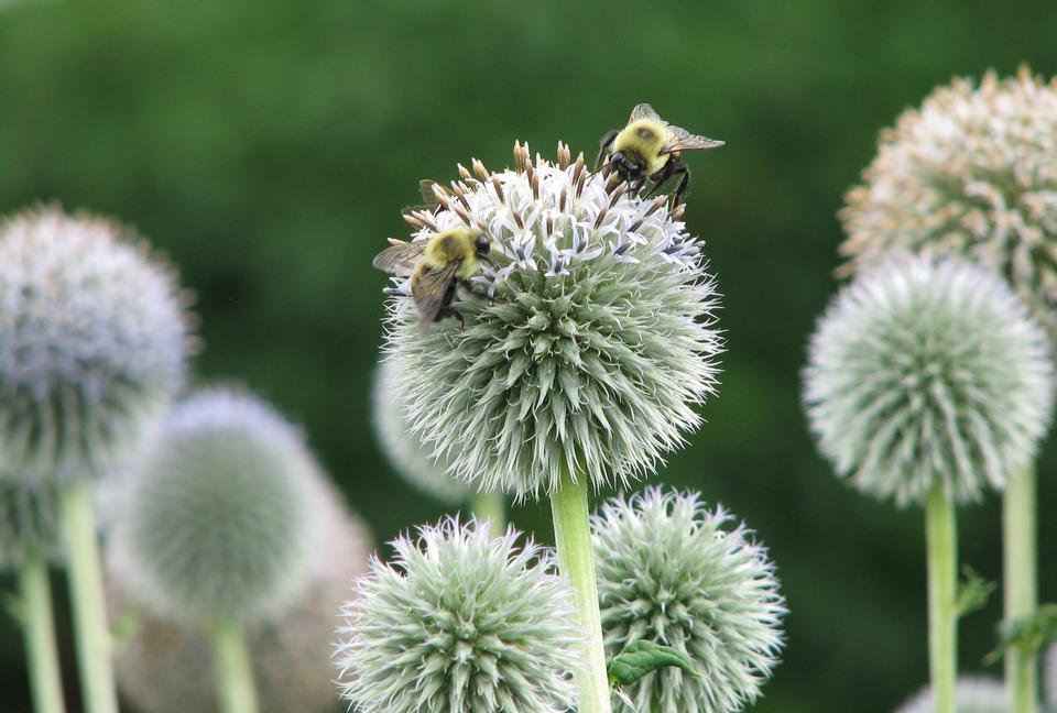 Free download high resolution image - free image free photo free stock image public domain picture  A bee on a flowers