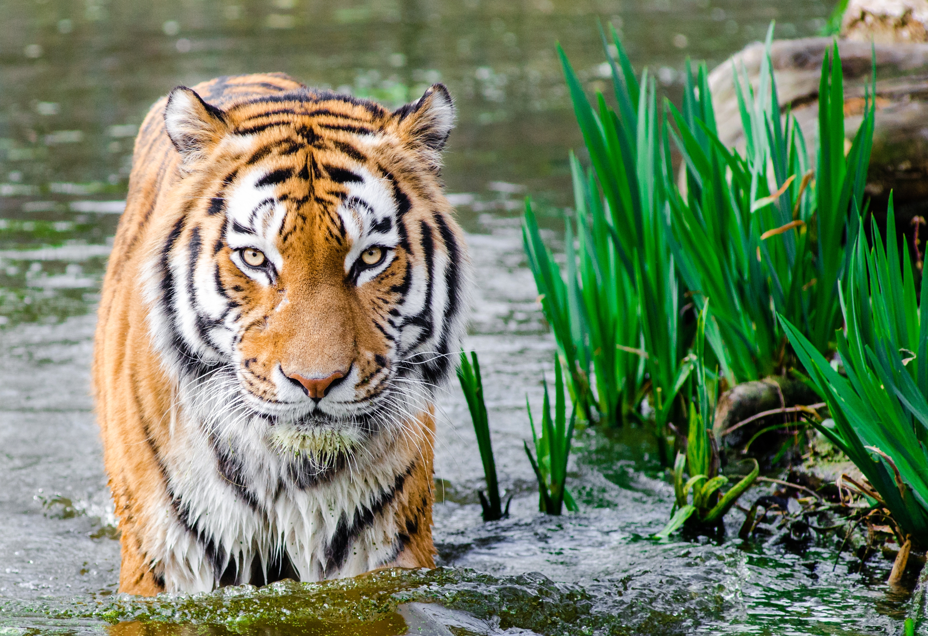 Free download high resolution image - free image free photo free stock image public domain picture -Siberian tiger in water