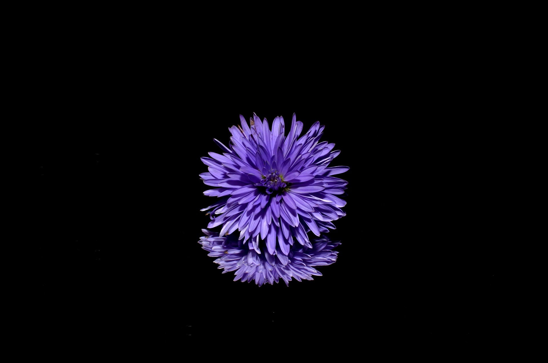 Free download high resolution image - free image free photo free stock image public domain picture -dahlia flower on a black background