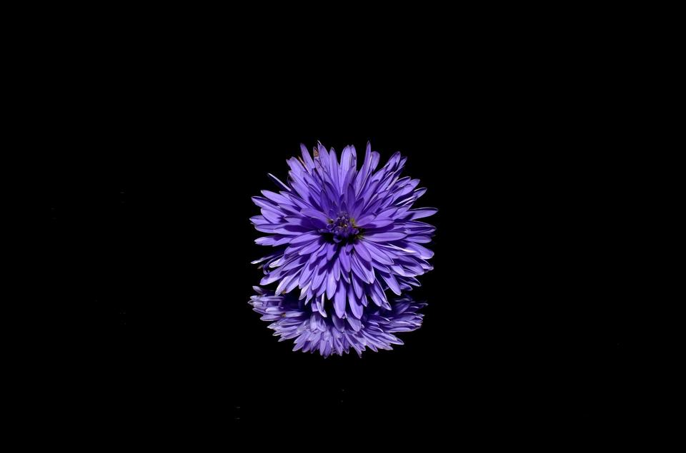 Free download high resolution image - free image free photo free stock image public domain picture  dahlia flower on a black background