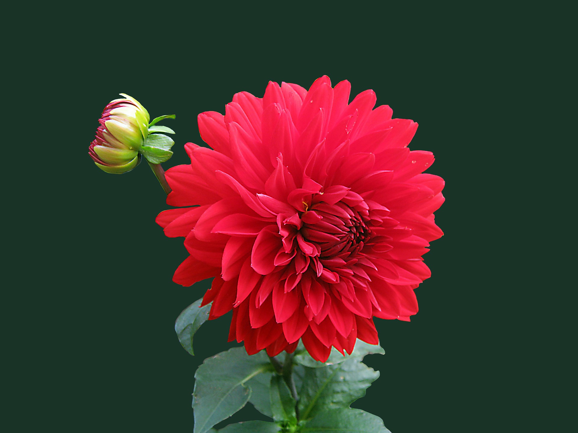 Free download high resolution image - free image free photo free stock image public domain picture -Red dahlia flower