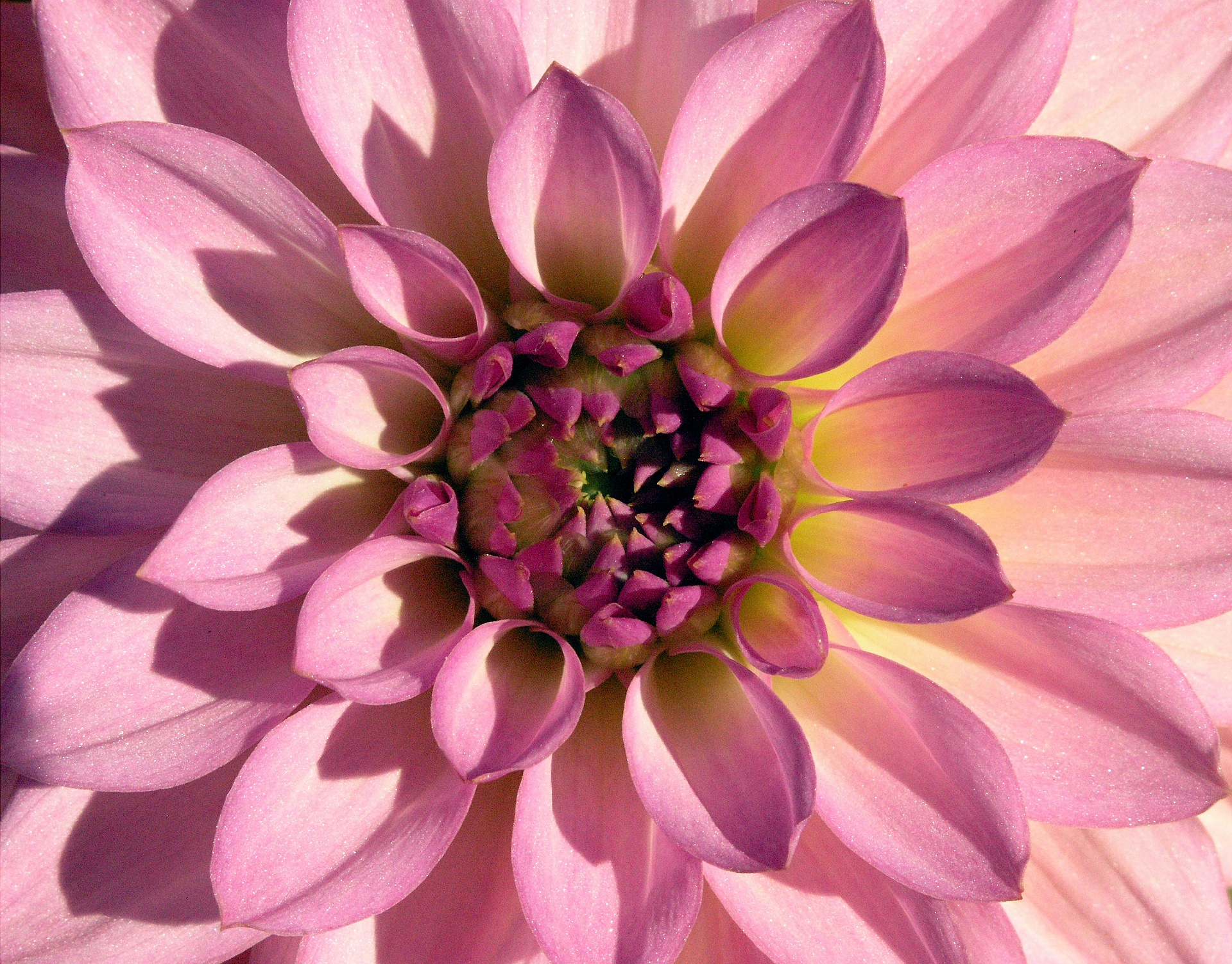 Free download high resolution image - free image free photo free stock image public domain picture -Closeup of pink dahlia