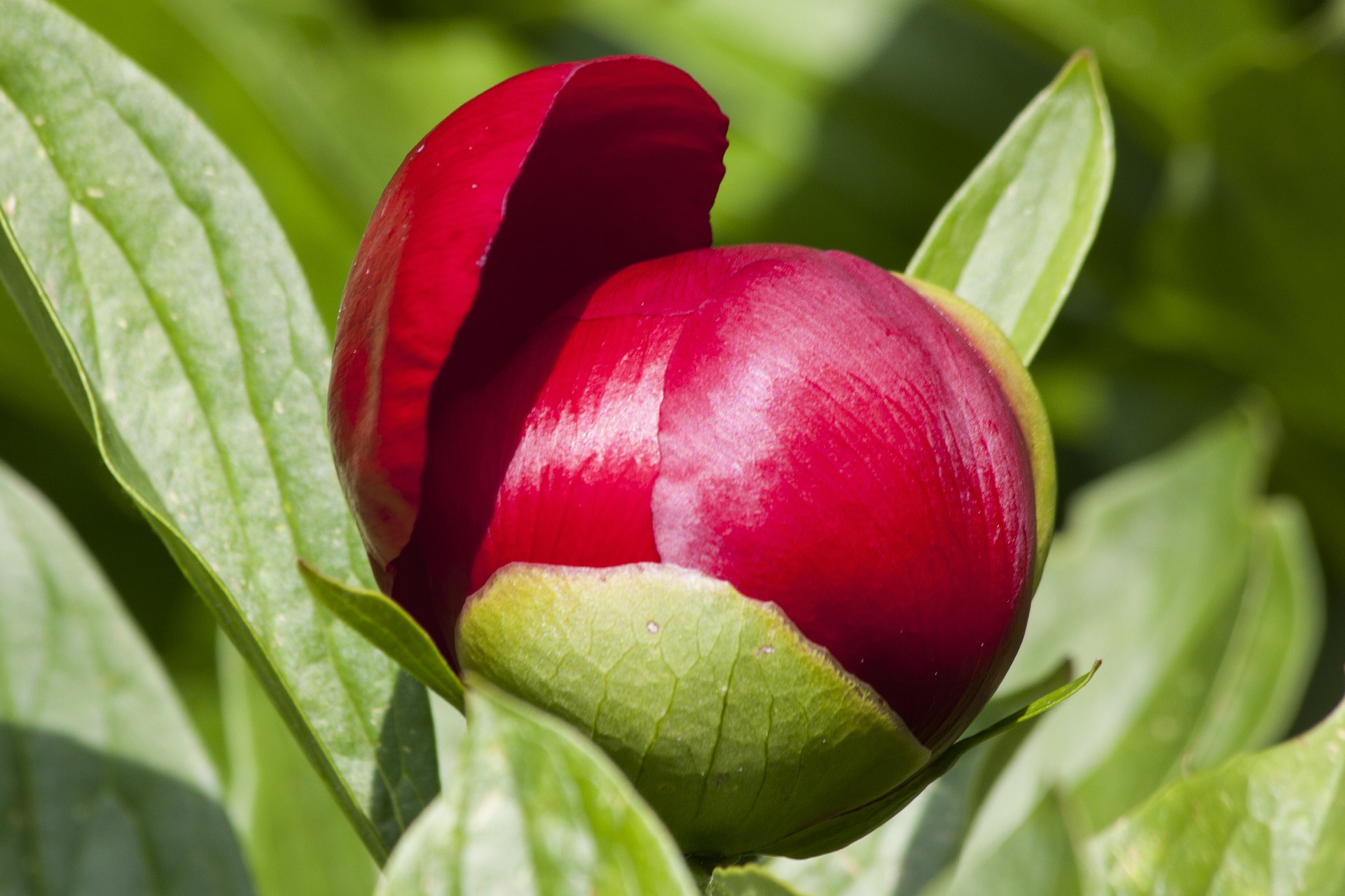 Free download high resolution image - free image free photo free stock image public domain picture -Peony Bud