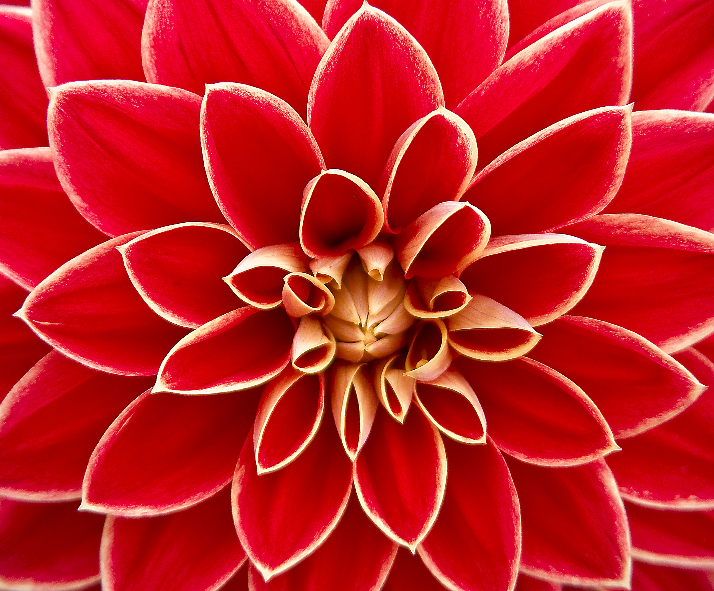 Free download high resolution image - free image free photo free stock image public domain picture -Closeup of RED dahlia