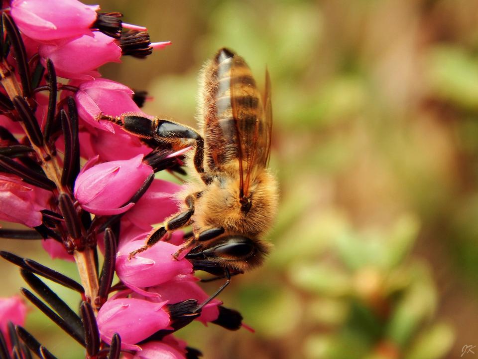 Free download high resolution image - free image free photo free stock image public domain picture  Honey bee on flower