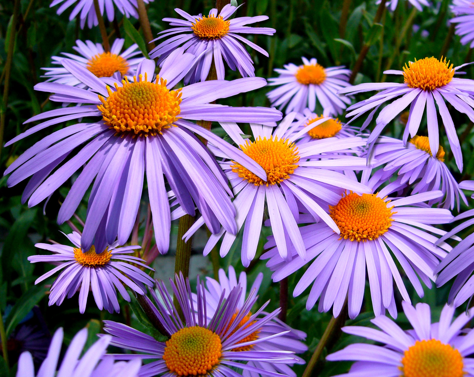 Free download high resolution image - free image free photo free stock image public domain picture -Puple dasy flower