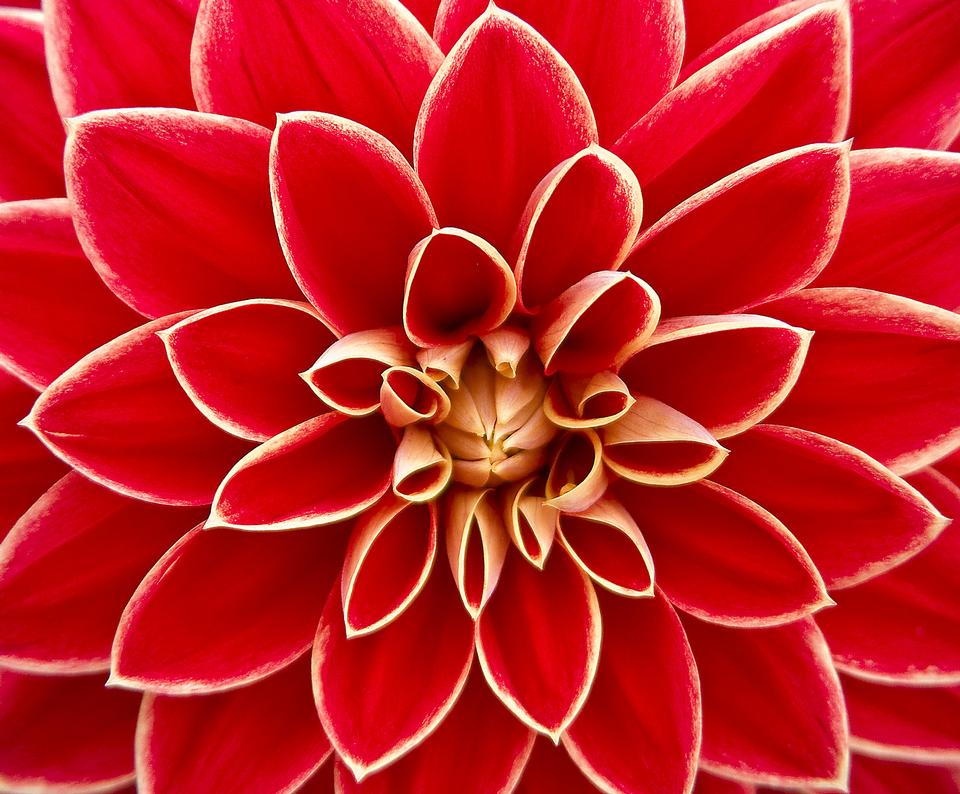 Free download high resolution image - free image free photo free stock image public domain picture  Closeup of RED dahlia