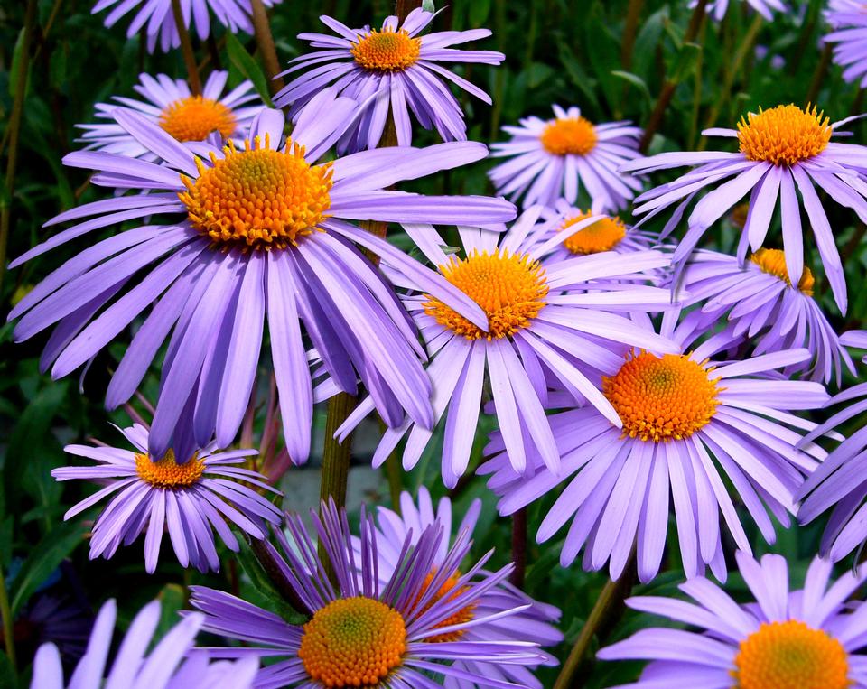 Free download high resolution image - free image free photo free stock image public domain picture  Puple dasy flower