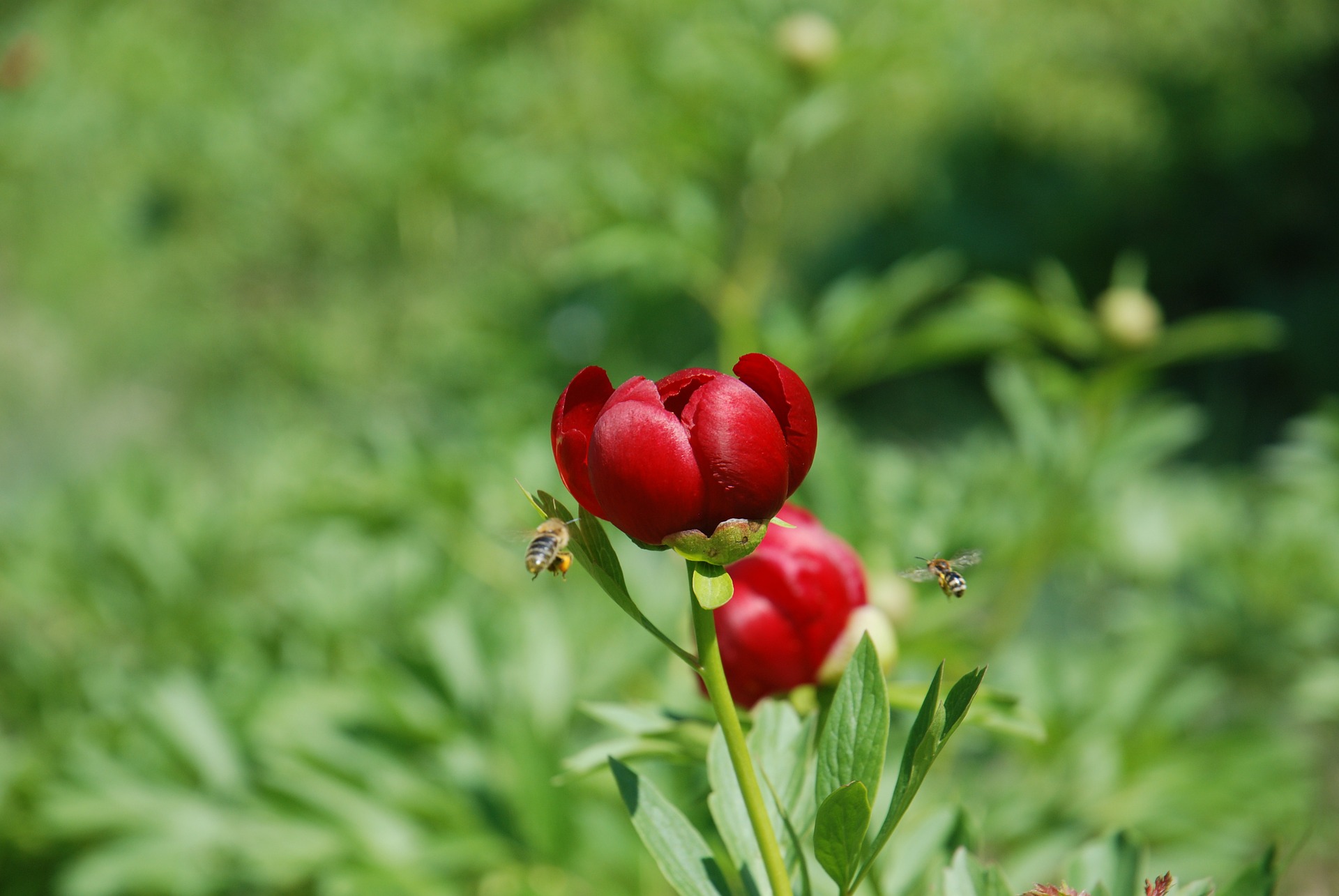 Free download high resolution image - free image free photo free stock image public domain picture -Beautiful flower of wild peony (Paeonia peregrina) with petals