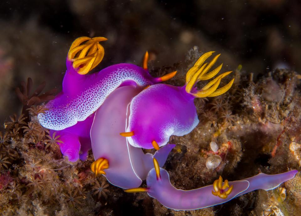 Free download high resolution image - free image free photo free stock image public domain picture  Nudibranch Party