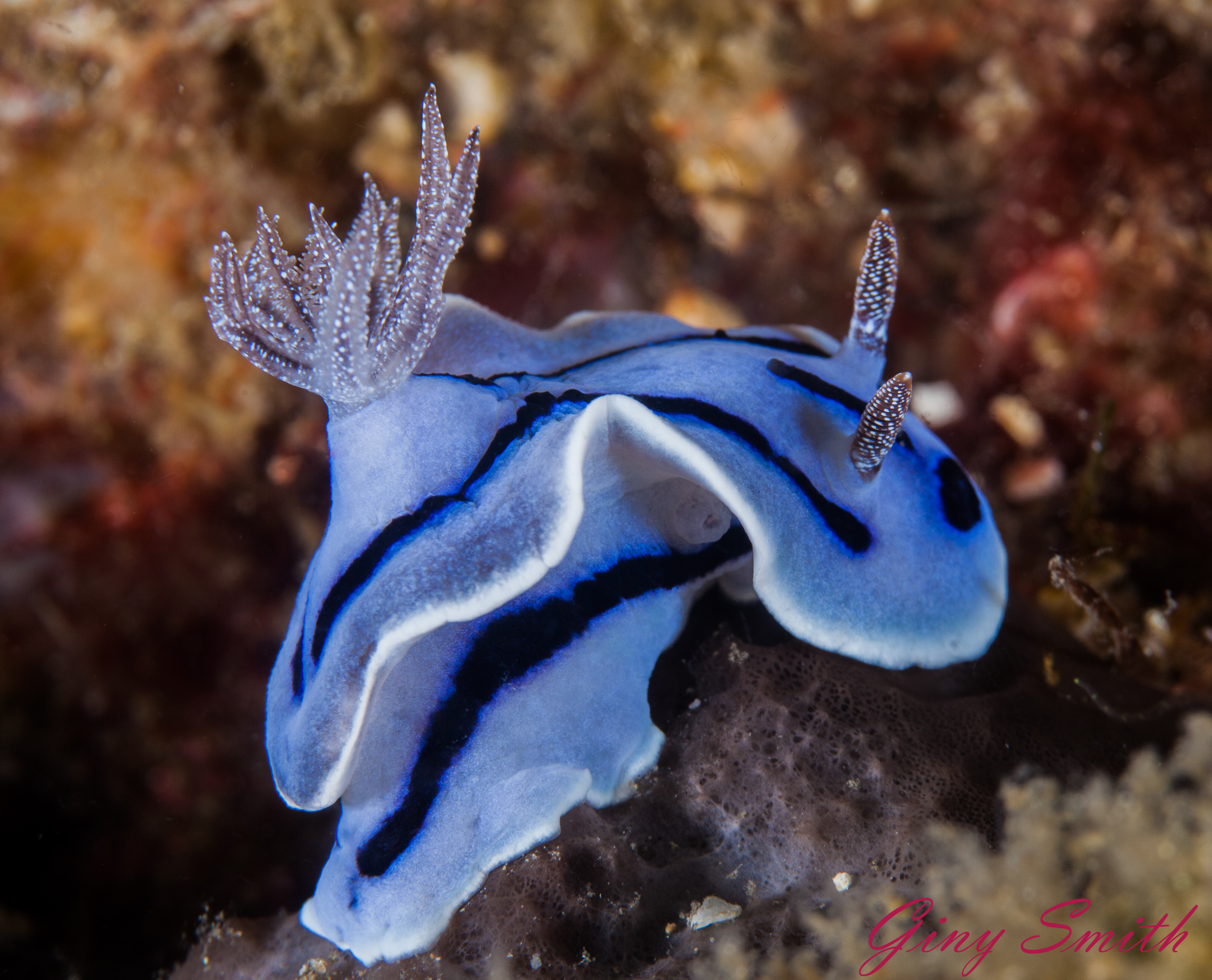 Free download high resolution image - free image free photo free stock image public domain picture -Chromodoris Willani Nudibranch