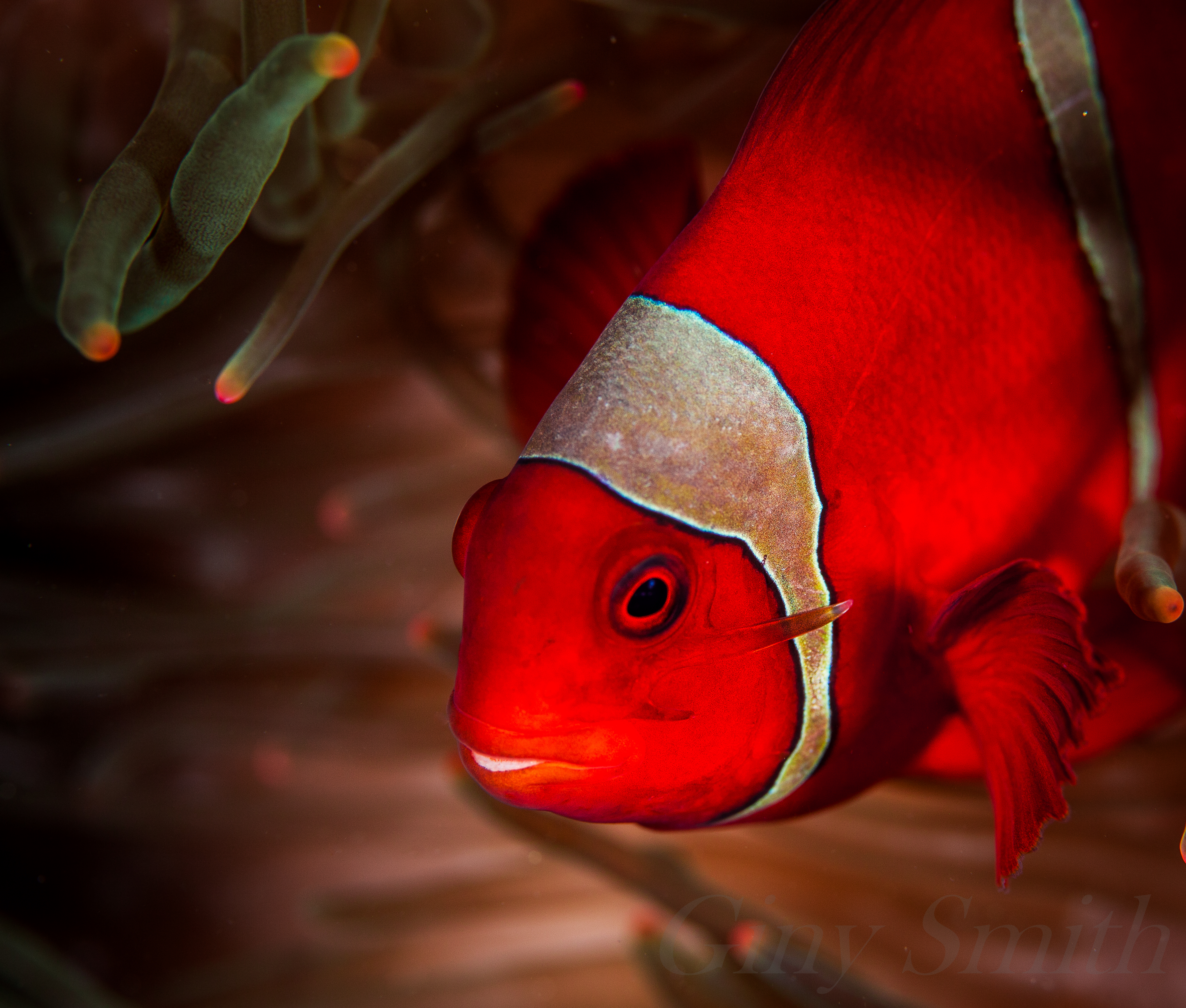 Free download high resolution image - free image free photo free stock image public domain picture -Tomato Clownfish