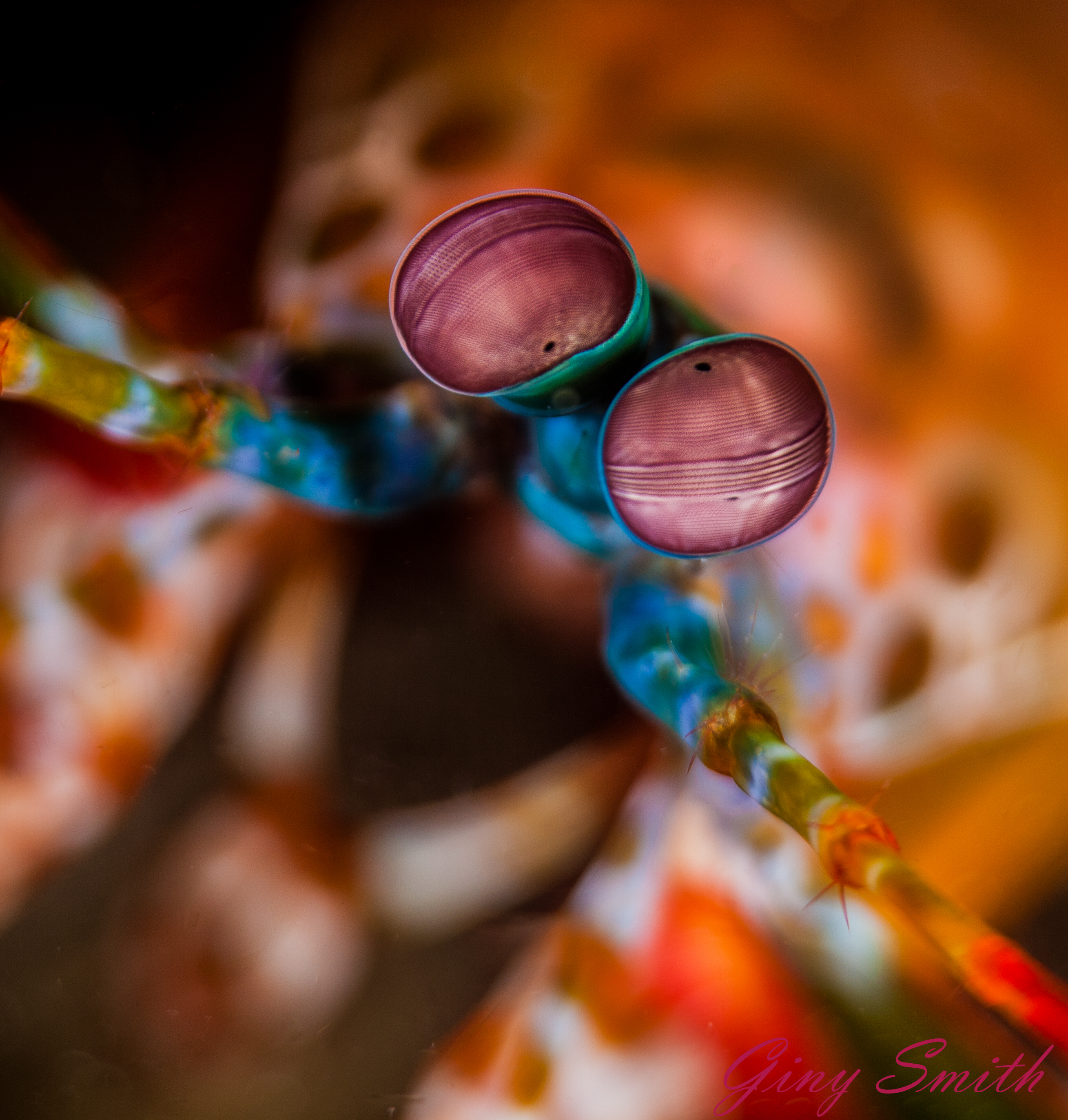 Free download high resolution image - free image free photo free stock image public domain picture -Mantis Shrimp