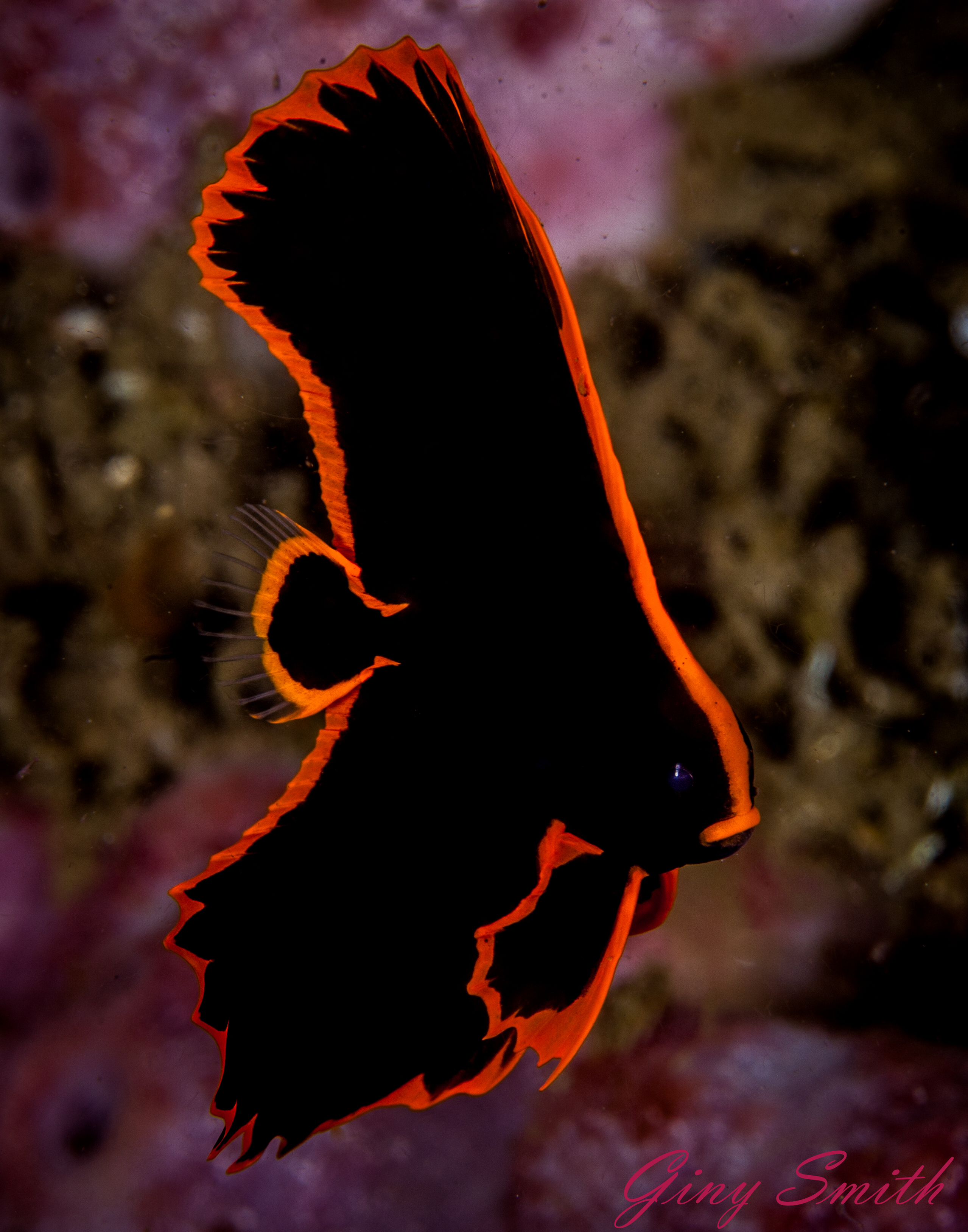 Free download high resolution image - free image free photo free stock image public domain picture -Juvenile Batfish