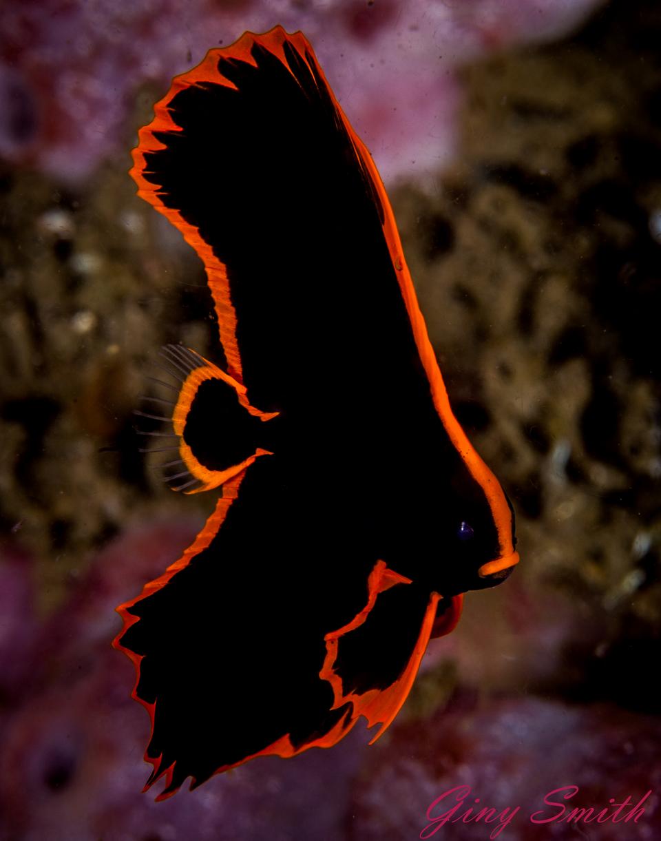 Free download high resolution image - free image free photo free stock image public domain picture  Juvenile Batfish