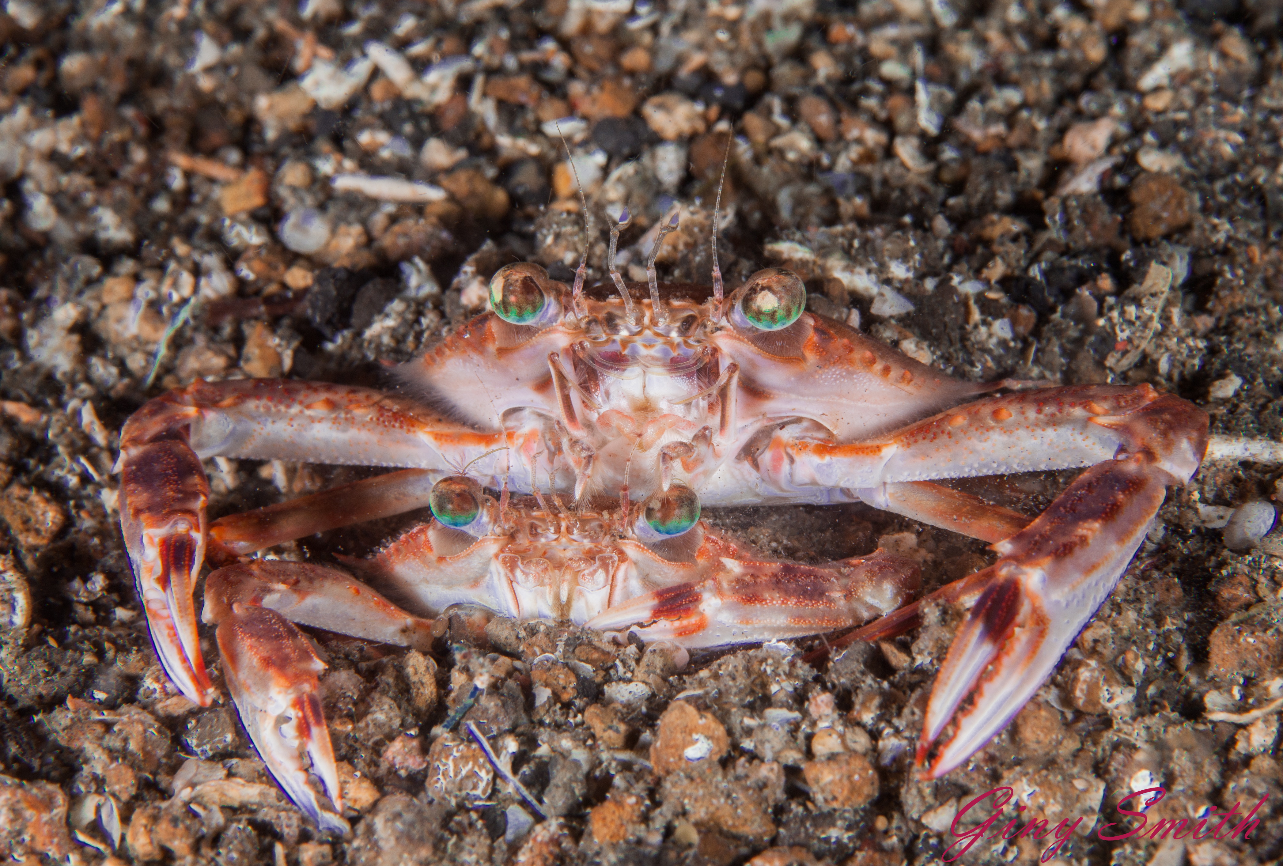 Free download high resolution image - free image free photo free stock image public domain picture -Crab Lovers