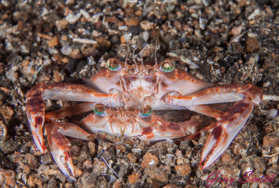 Free download high resolution image - free image free photo free stock image public domain picture  Crab Lovers