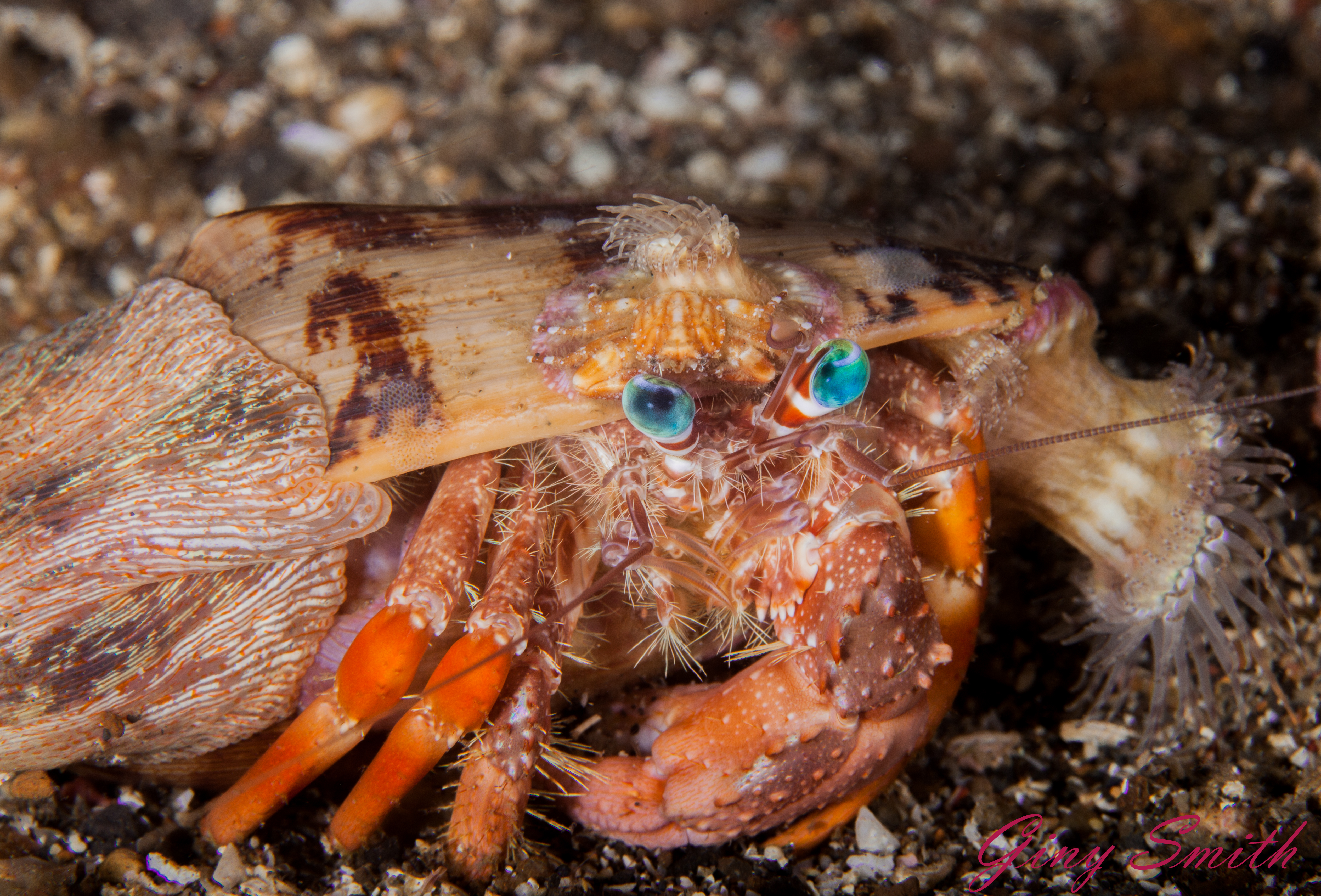 Free download high resolution image - free image free photo free stock image public domain picture -Anemone Crab