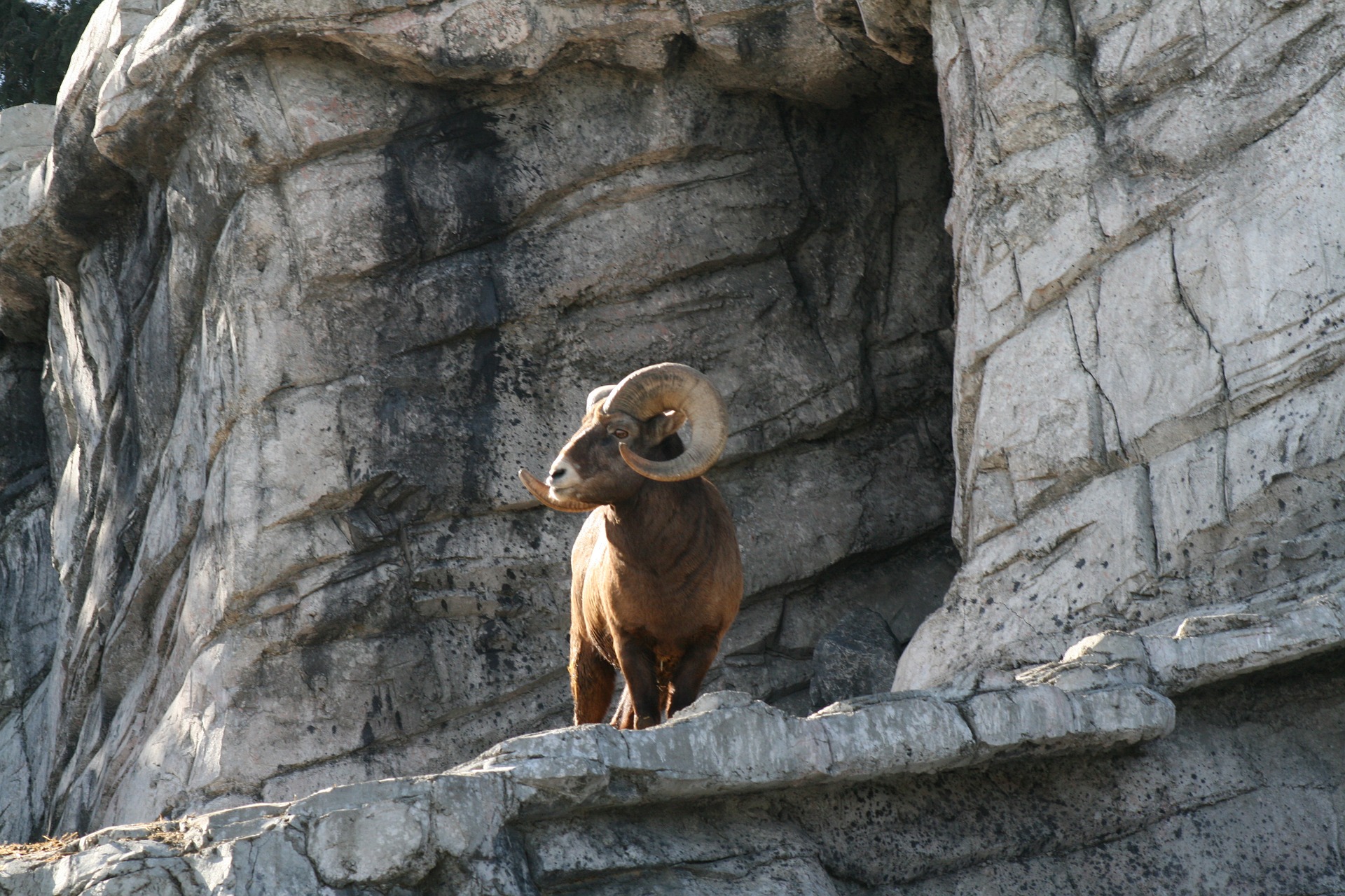 Free download high resolution image - free image free photo free stock image public domain picture -Ram Canada Animals Wildlife Horn Sheep Mountain