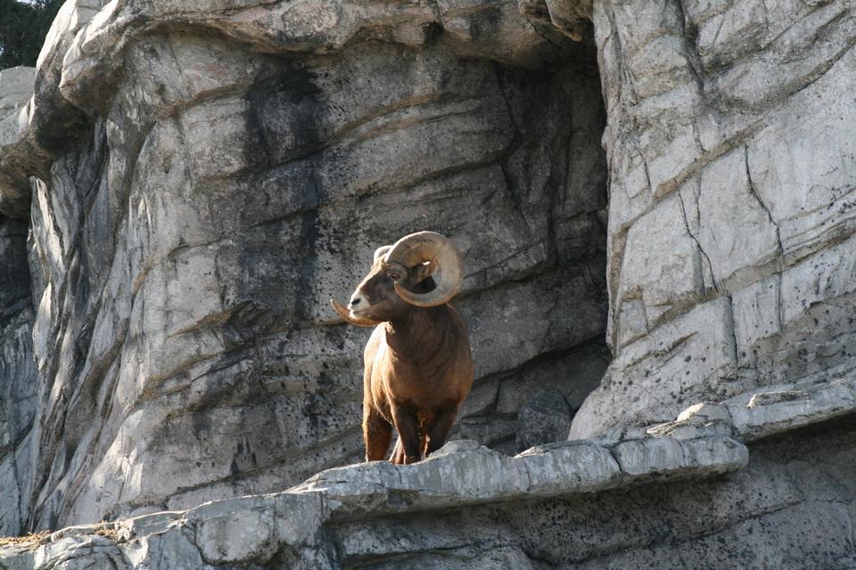 Free download high resolution image - free image free photo free stock image public domain picture  Ram Canada Animals Wildlife Horn Sheep Mountain