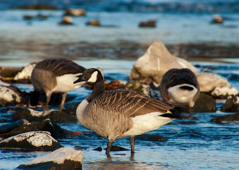 Free download high resolution image - free image free photo free stock image public domain picture  Canada Goose, Branta canadensis, in water