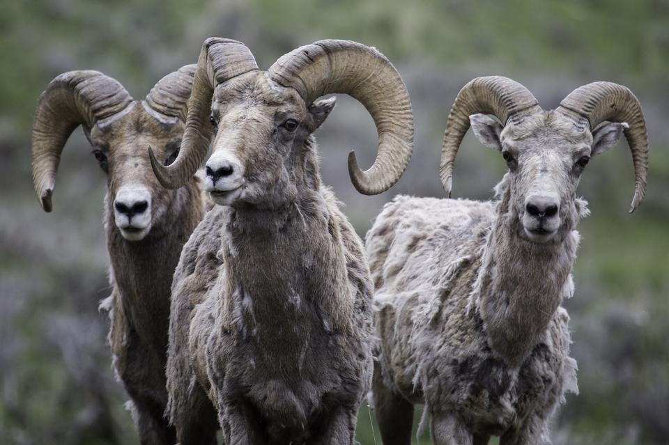 Free download high resolution image - free image free photo free stock image public domain picture  Bighorn Sheep, mother and twin lambs