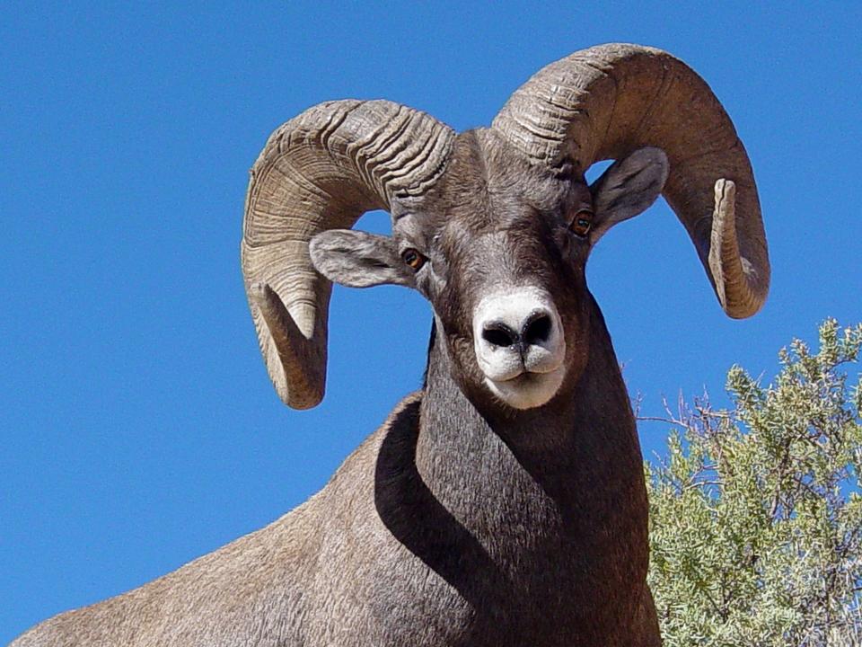 Free download high resolution image - free image free photo free stock image public domain picture  Desert Bighorn Sheep Ram