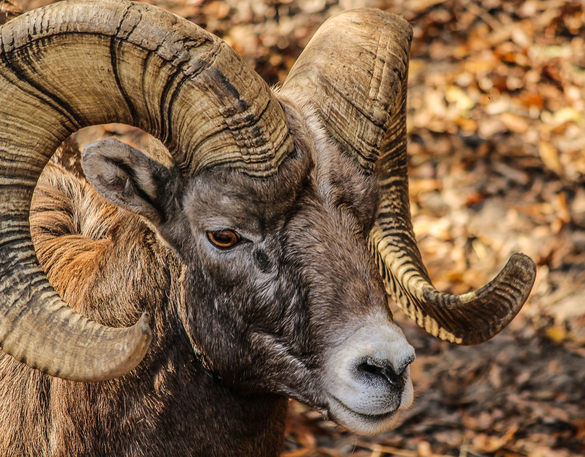 Free download high resolution image - free image free photo free stock image public domain picture -Rocky Mountain Bighorn Sheep, full curl trophy ram